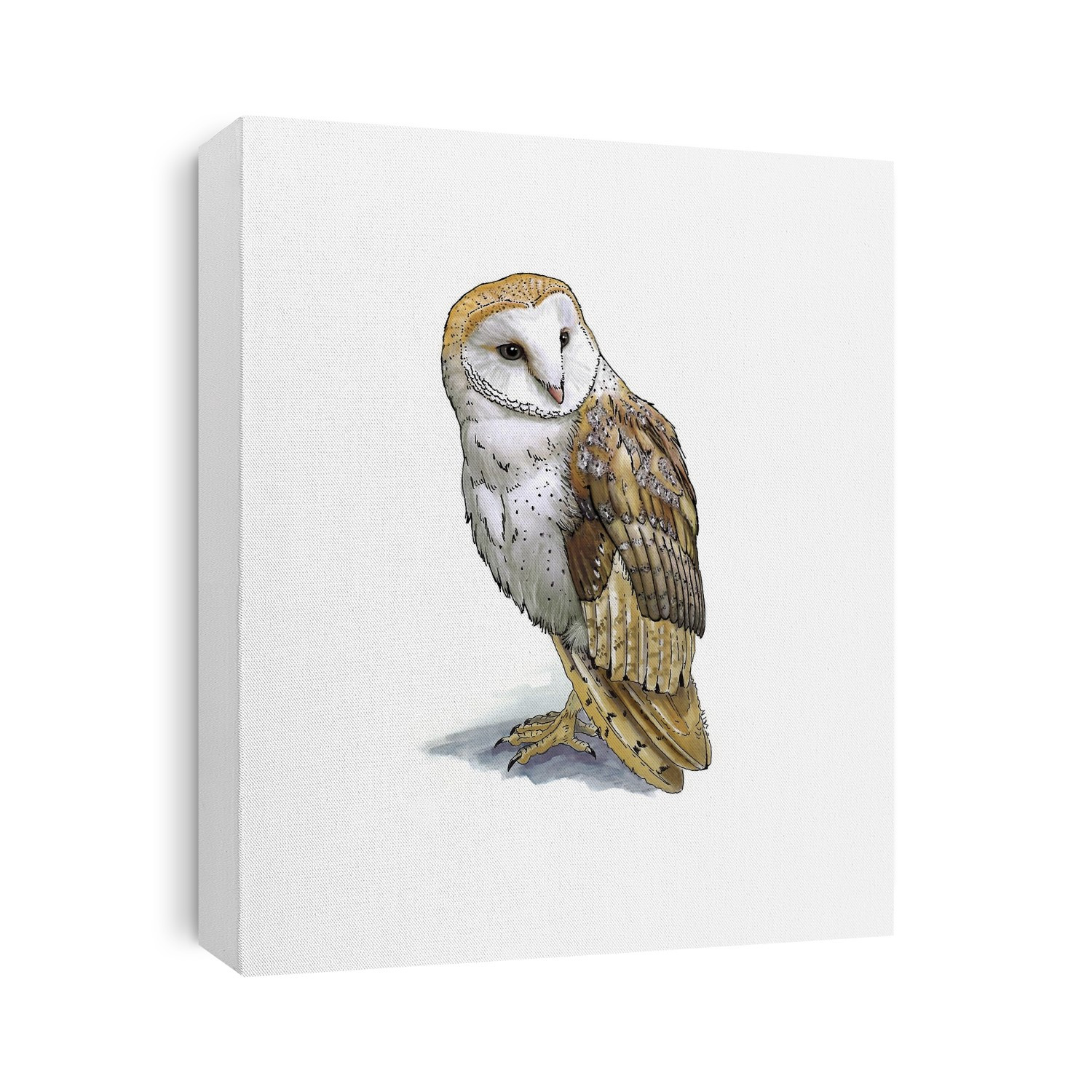 Barn owl (Tyto alba), artwork. Barn owls are nocturnal predators that prefer open country in which to hunt their prey, which includes small mammals such as rodents. They live throughout the world in temperate and sub-tropical regions.