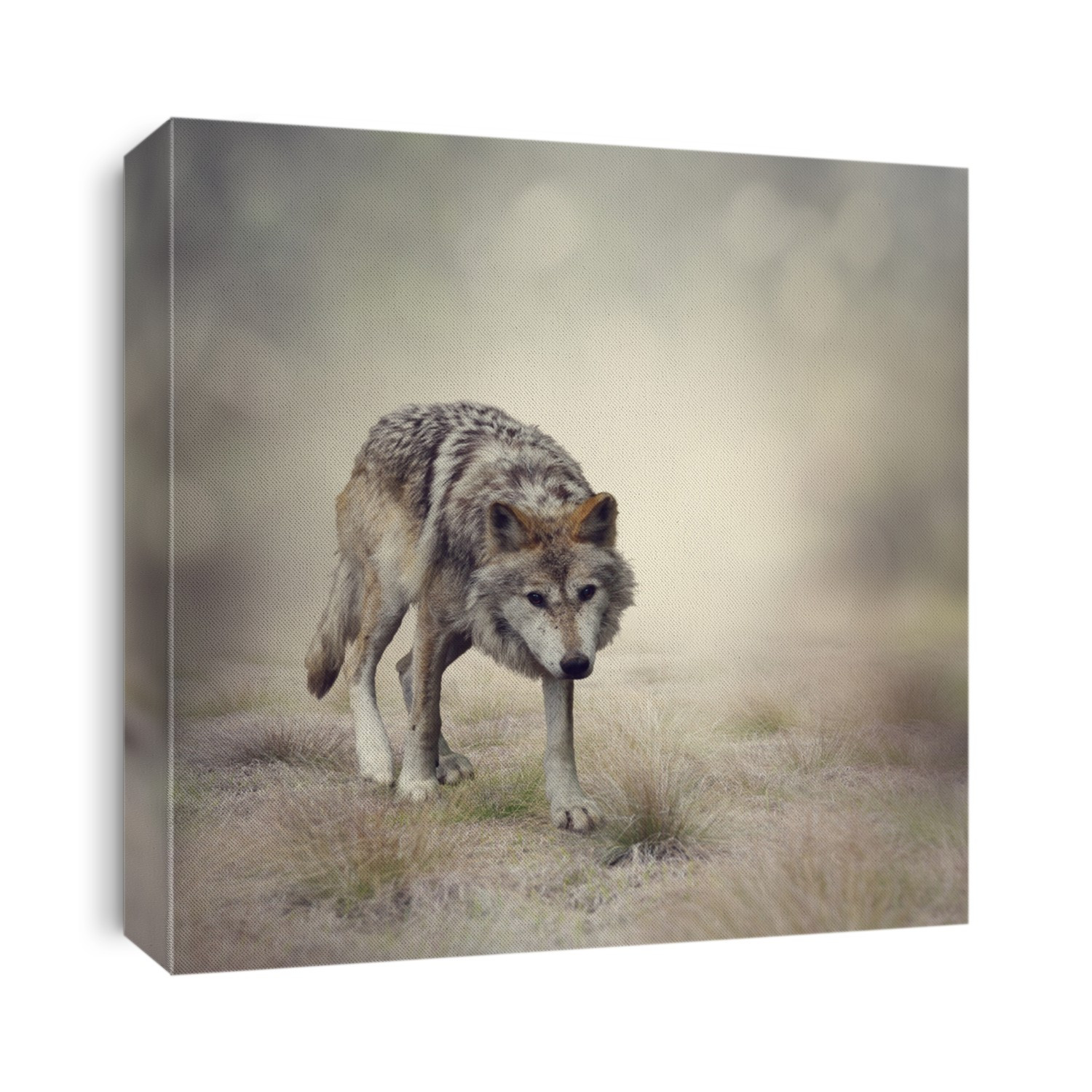 Portrait of Gray Wolf Walking