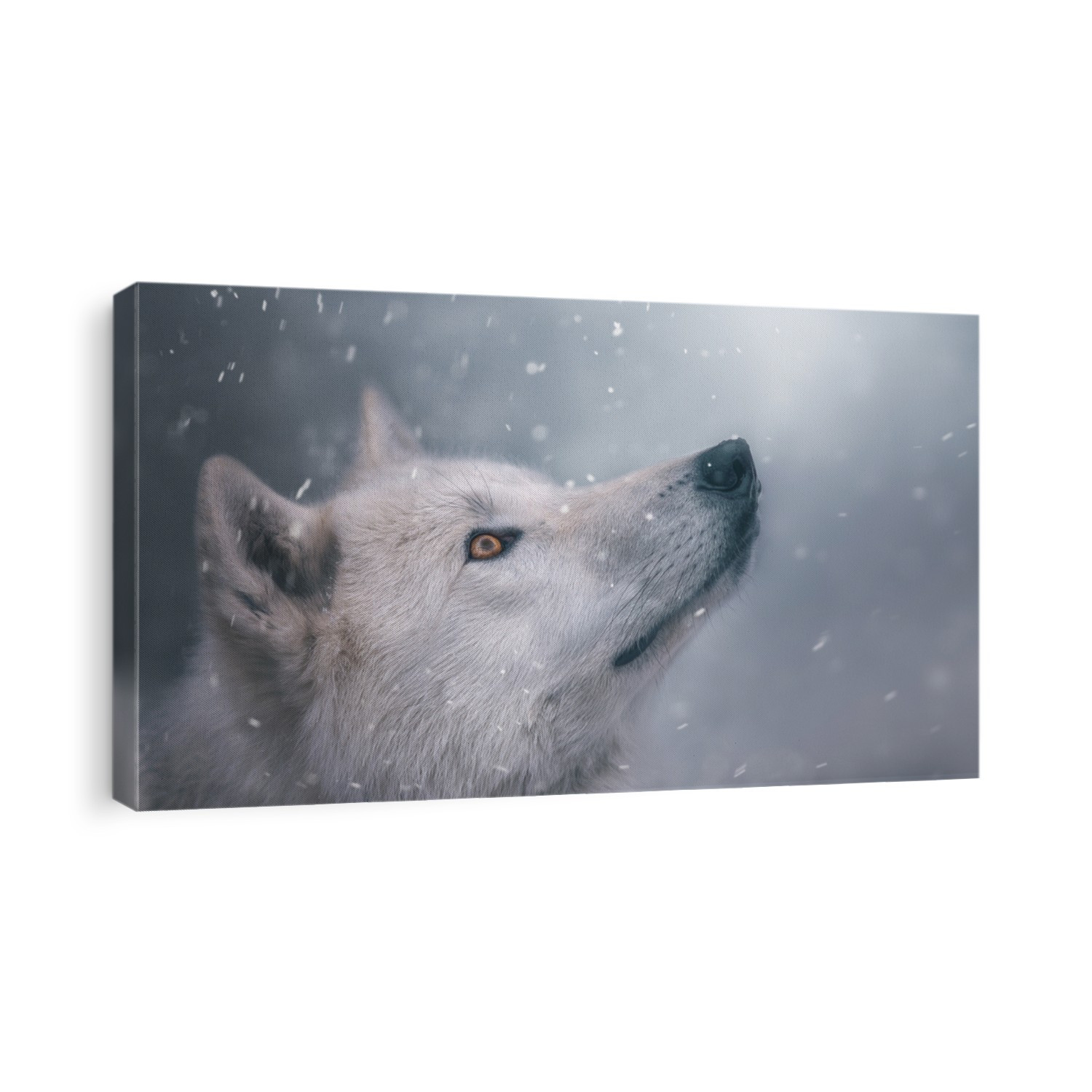 Arctic wolf in winter. Cool shades.