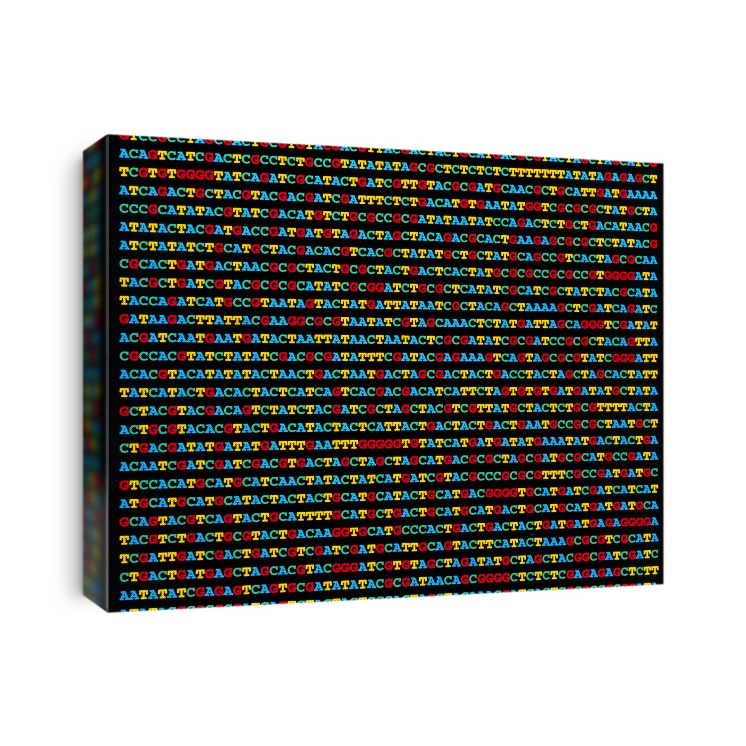 DNA sequence. Artwork showing a long sequence of four nucleotide bases in a single strand of DNA (deoxyribonucleic acid). It is the sequence of bases that determines the genetic instructions necessary to build an organism. Here each base is represented by a coloured letter: adenine (blue), thymine (yellow), cytosine (green) and guanine (red). In the normal double stranded DNA molecule, these bases pair up: C-G and A-T (not seen here). A gene is made up of a sequence of such base pairs, and the sequence may characterise one of the many genetic traits in humans such as hair or eye colour.