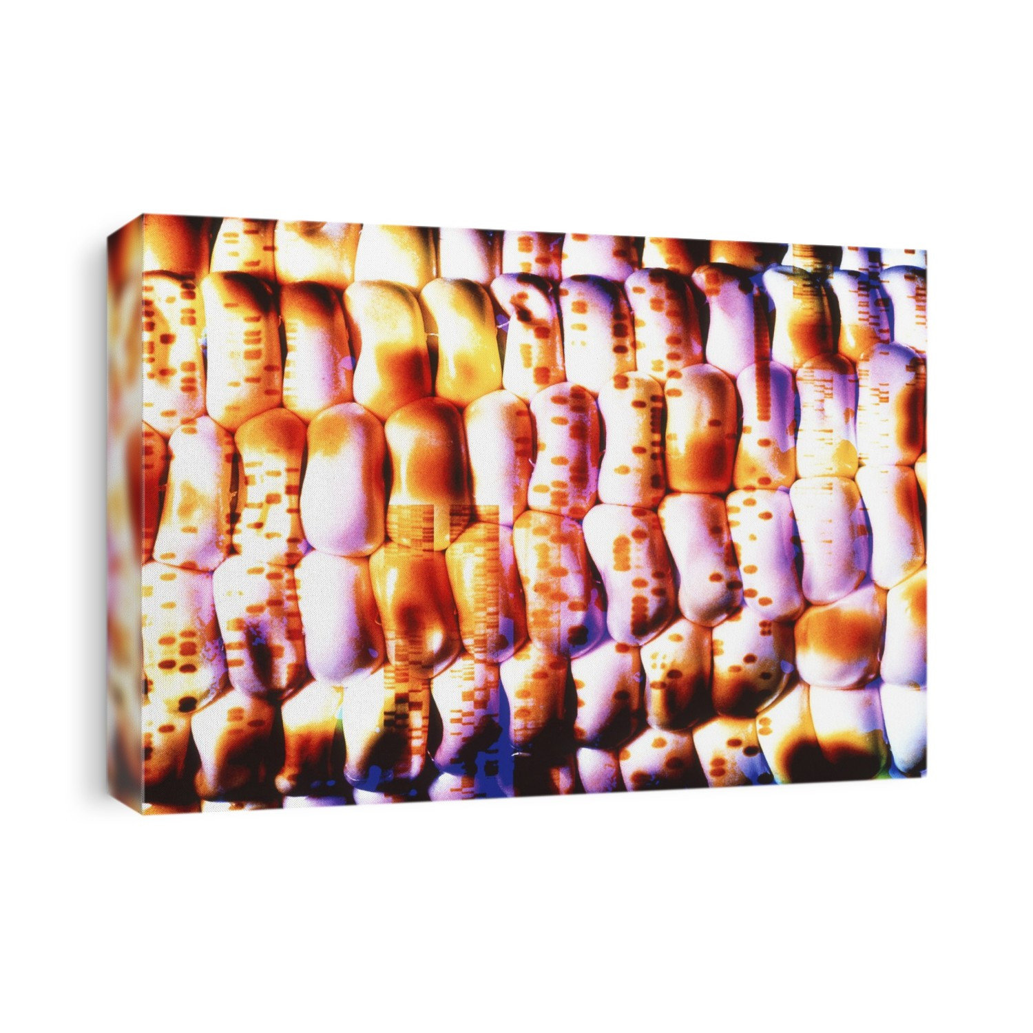 Genetically engineered maize. Conceptual computer illustration of a DNA autoradiogram superimposed on a genetically modified (GM) corn cob. DNA (deoxyribonucleic acid) is the molecule which controls the growth and development of all living things. It is made up of two strands linked by a sequence of base pairs along their length. The positions of the base pairs are represented by the dark bands on the autoradiogram. Corn, or maize (Zea mays), is a crop grown in the warmer parts of the world. Genetic engineering involves altering an organism's DNA to impart beneficial traits. In crops, these often increase resistance to diseases or protect the plants from weedkillers.