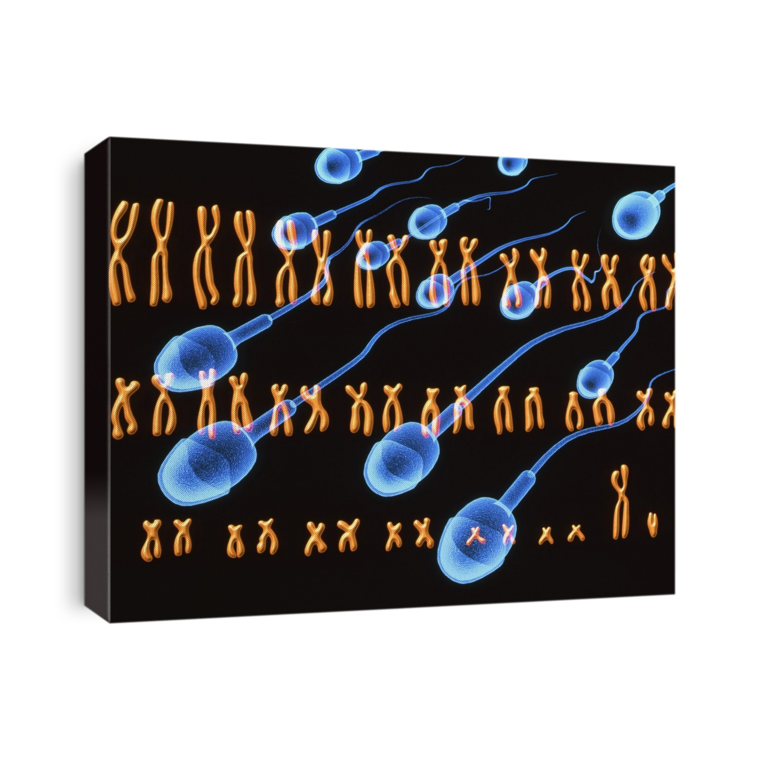 Male chromosomes. Computer illustration of the complete set (karyotype) of human male chromosomes with spermatozoa (sperm, blue). Within nearly every human cell there are 46 chromosomes, divided into 23 pairs. One set comes from each parent, with male sperm and the female egg both containing 23 chromosomes. Here, an X and a Y-shaped chromosome are seen as the 23rd pair (bottom right). In a female karyotype, there would be two X chromosomes. Chromosomes contain DNA (deoxyribonucleic acid), which encodes and transmits living organism's hereditary characteristics. The Y chromosome is responsible for the development of male traits.