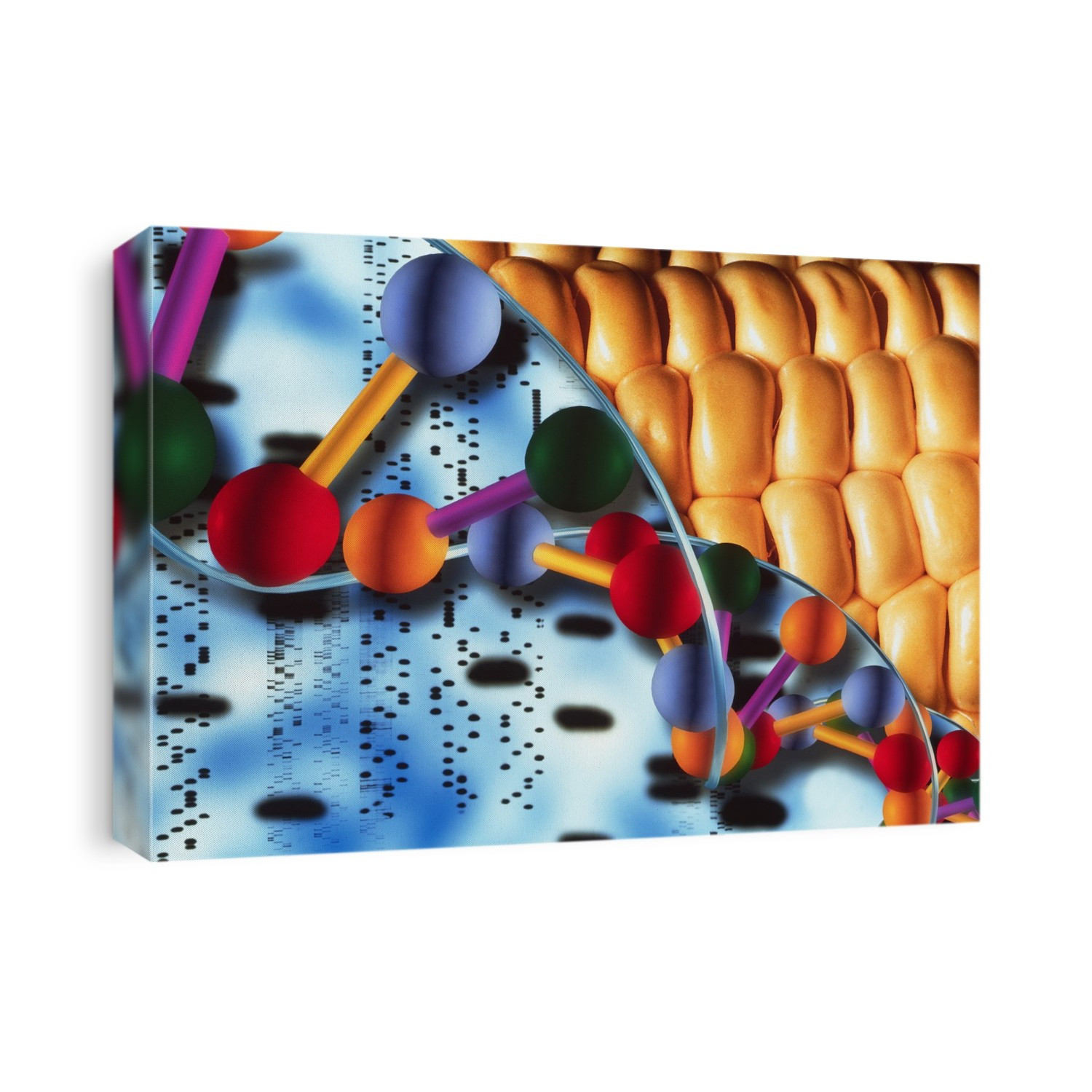 Genetically engineered maize. Conceptual computer illustration of a strand of DNA with a genetically modified (GM) corn cob. A DNA autoradiogram is seen at lower left. DNA (deoxyribonucleic acid) is the molecule which controls the growth and development of all living things. It is made of strands linked by pairs of bases (spheres). The black bands on the autoradiogram represent the positions of the bases on the DNA molecule. Corn, or maize (Zea mays), is a crop grown in the warmer parts of the world. Genetic engineering involves altering an organism's DNA to impart beneficial traits. In crops, these often increase resistance to disease or protect the plants from weedkillers.