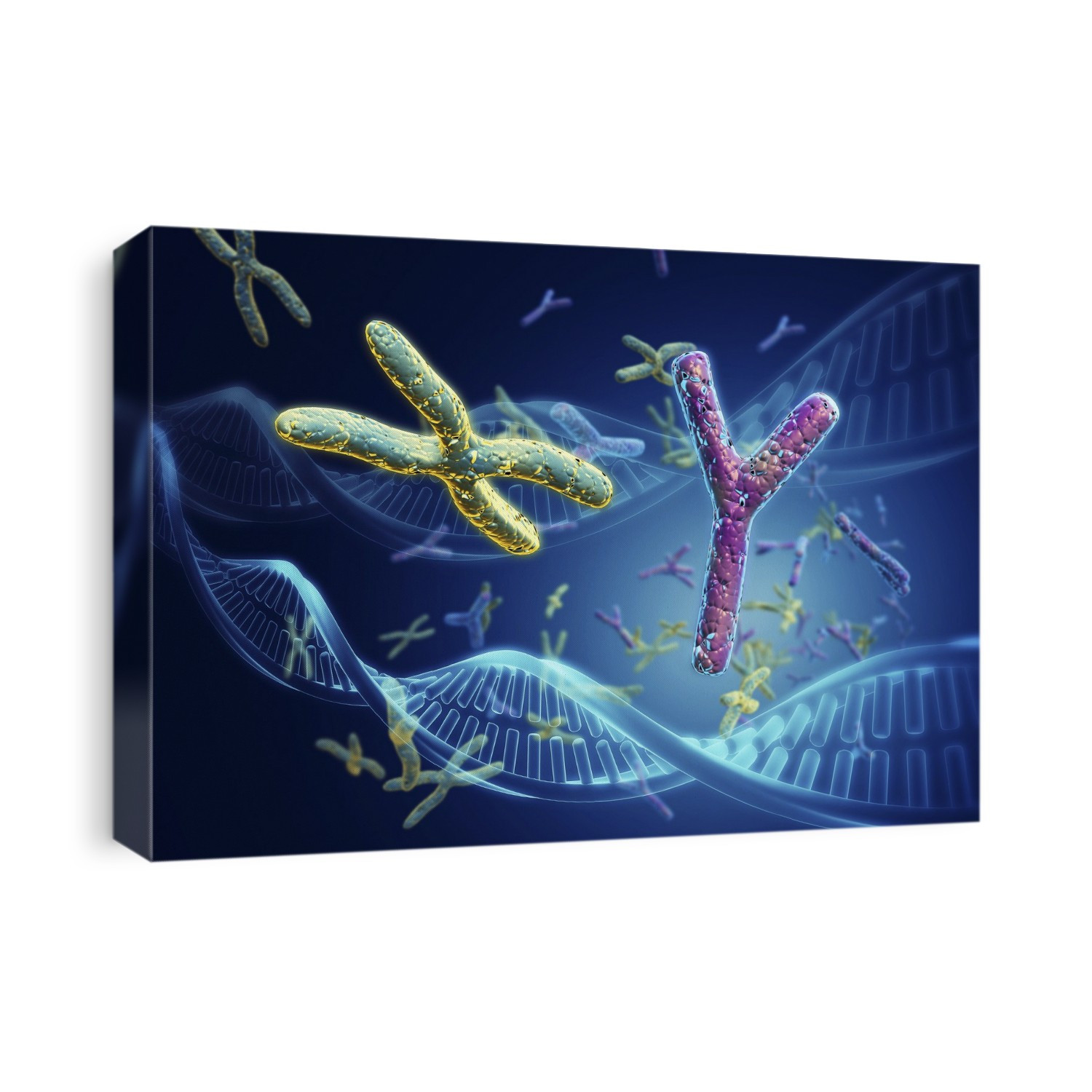 Human sex chromosomes. Computer illustration of human X and Y chromosomes, and strands of DNA (deoxyribonucleic acid). There are 22 pairs of chromosomes and also the gender determining pair. In men, this comprises one X and one Y chromosome. In women, it is two X chromosomes. The Y chromosome carries genetic information responsible for the development of male characteristics. Chromosomes carry genetic information in the form of genes, lengths of DNA that act as recipes for production of proteins.