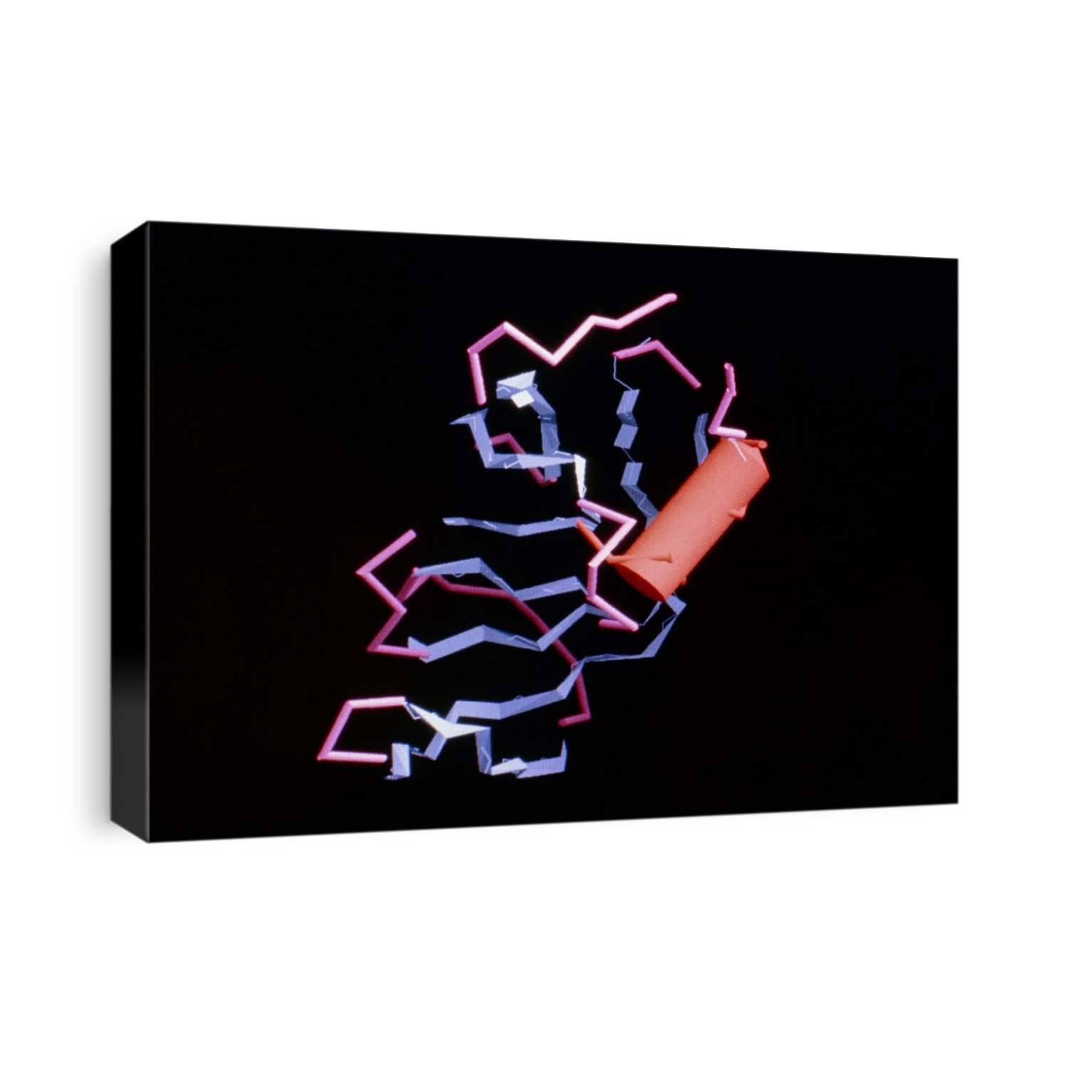 Lysozyme molecule. Computer graphic of a molecule of the anti-bacterial enzyme lysozyme. Colour- coding shows different structural elements within the molecule: helices are pink, sheet sections are blue, the red cylinder represents a coil. Lysozyme is a naturally occurring antibiotic that destroys bacteria by cleaving a vital protein in their cell walls. As a result, the bacteria burst open and die. Like other enzymes, lysozyme is found in many human body fluids, including tears and saliva. Its highly specific chemistry is due to the molecule's complex shape.