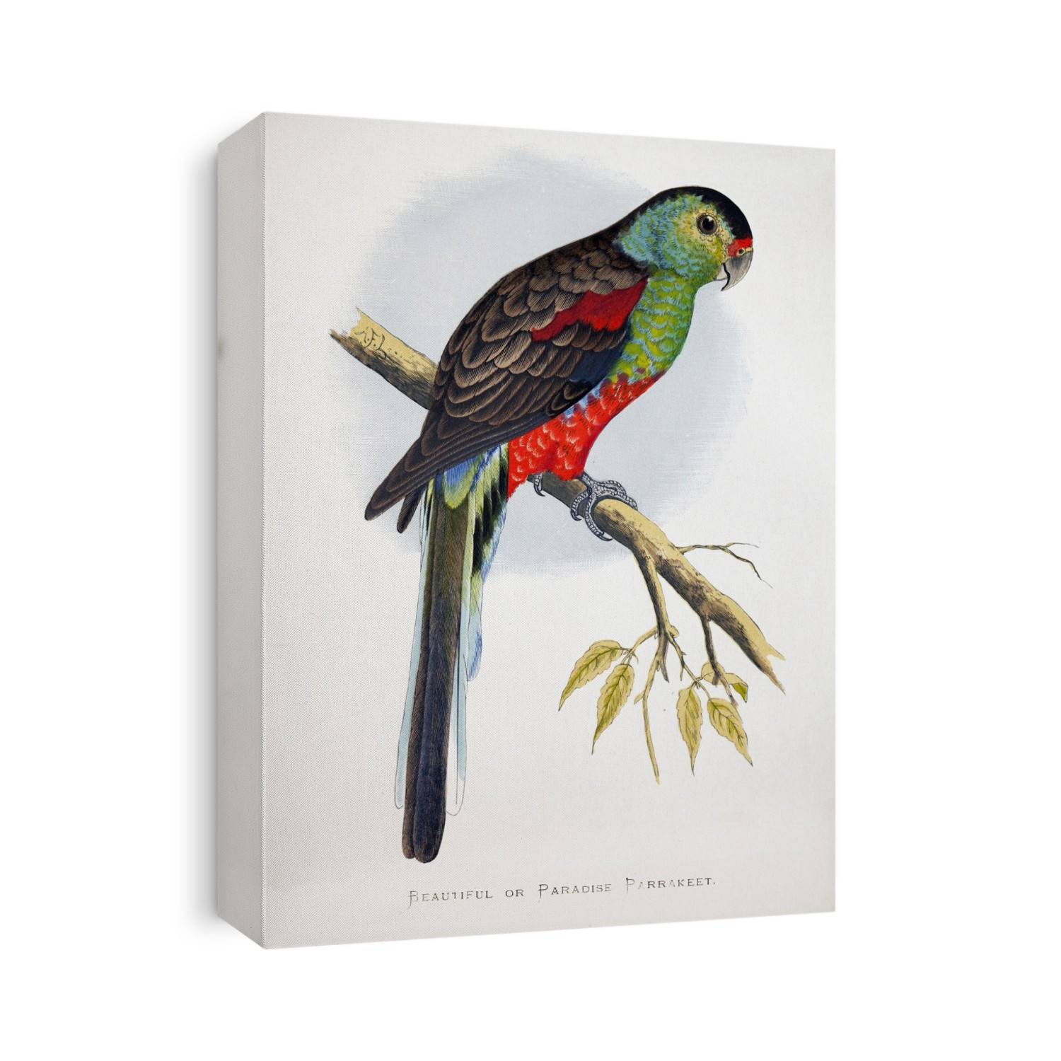 Beautiful or Paradise Parrot from W. T. Greene Parrots In Captivity, George Bell and Sons, 1884 - 1887. Wood engraving by Benjamin Fawcett after drawings by A.F. Lydon. Even by parrot standards, the paradise parrot (Psephotus pulcherrimus) was a remarkably bright and varied coloured bird. It ate seeds, particularly grass seeds, and was found across the Queensland - New South Wales border area of eastern Australia. Once moderately common within its fairly restricted range, the last live bird was seen in 1927. The reasons for its extinction are unknown but probably include human habitat changes, hunting and predation by introduced mammals. Paradise parrots lived in small family groups and made nests in termite mounds and similar places. Foraging and nesting at near ground level may have made them particulalry suseptible to nest predation.