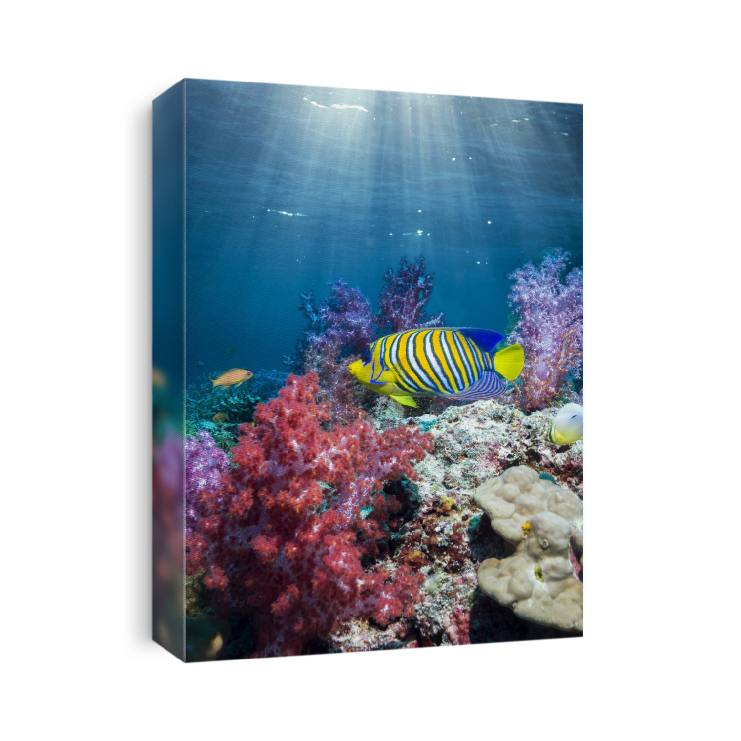 Angelfish and soft corals on a reef. Regal angelfish (Pygoplites diacanthus) over soft corals on a reef. Photographed in the Andaman Sea, Thailand.