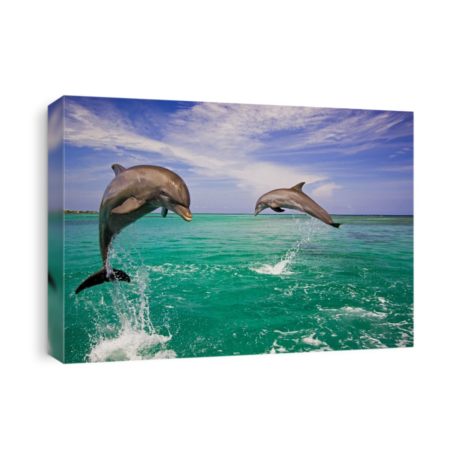 Bottlenose dolphins breaching from the Caribbean Sea; Roatan, Honduras