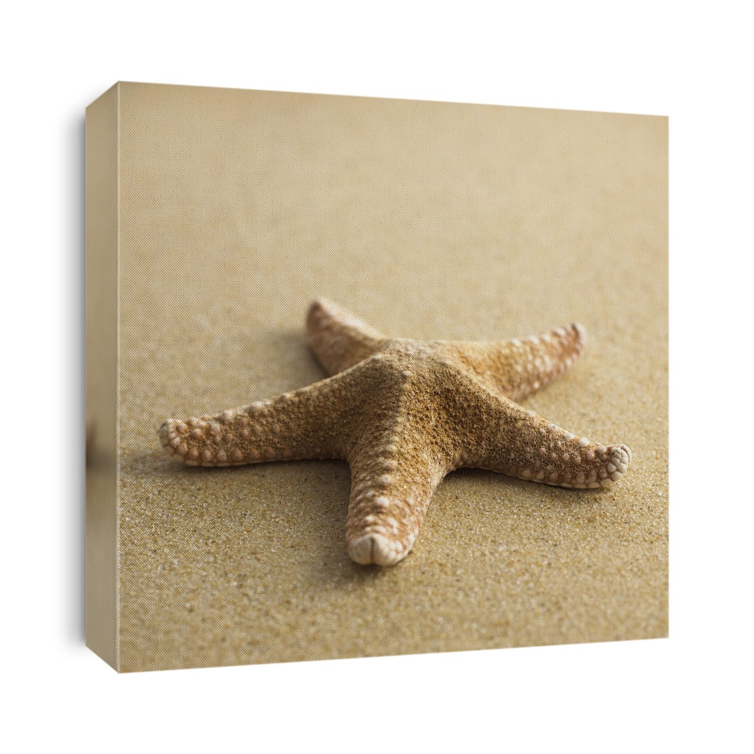 Starfish on the sand.