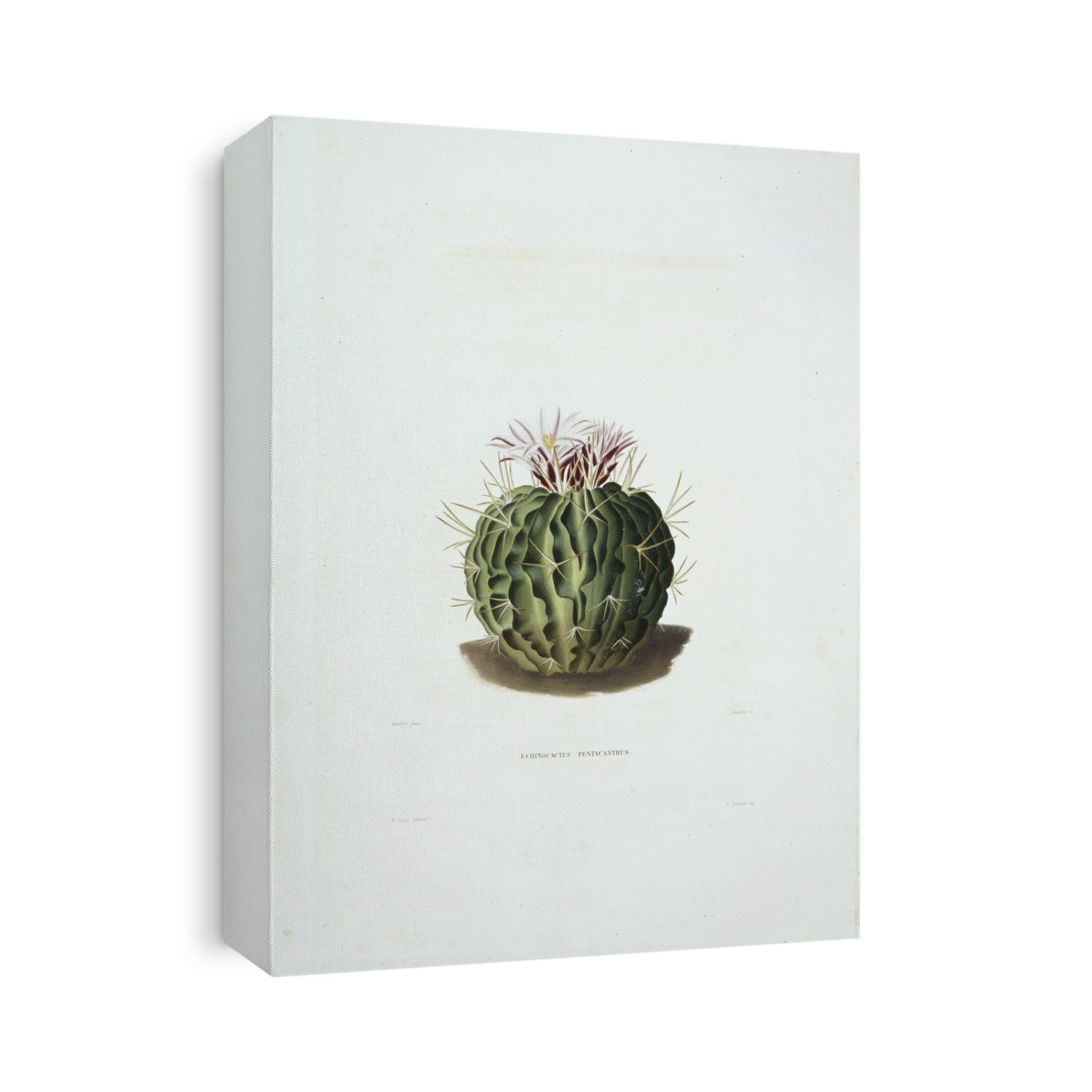 Cactus (Echinocactus pentacanthus) in flower. Illustration from 'Iconographie Descriptive des Cactees '(1841-1847) by Charles Antoine Lemaire.
