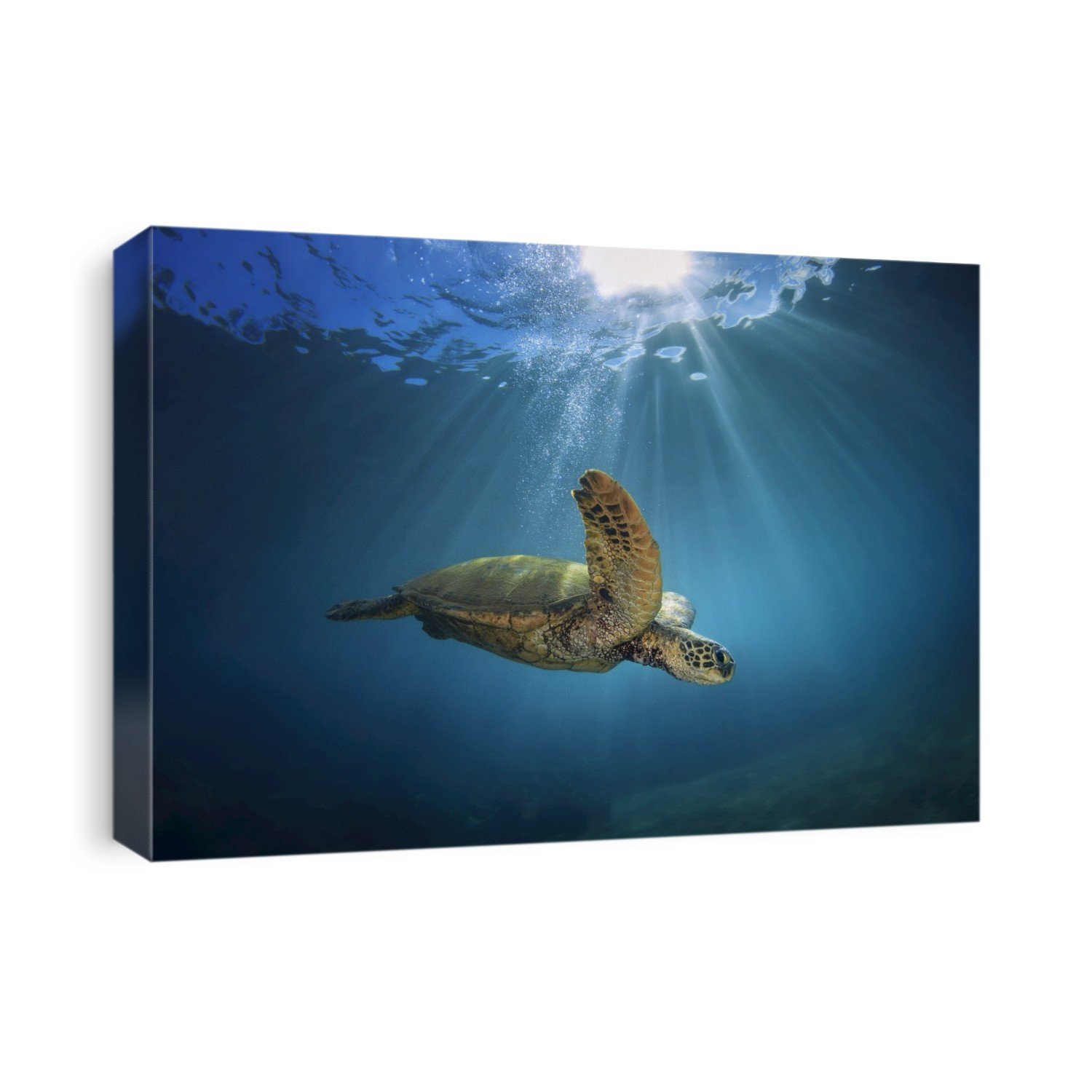 An underwater view of a Hawaiian Green Sea Turtle (Chelonia mydas); Makena, Maui, Hawaii, United States of America