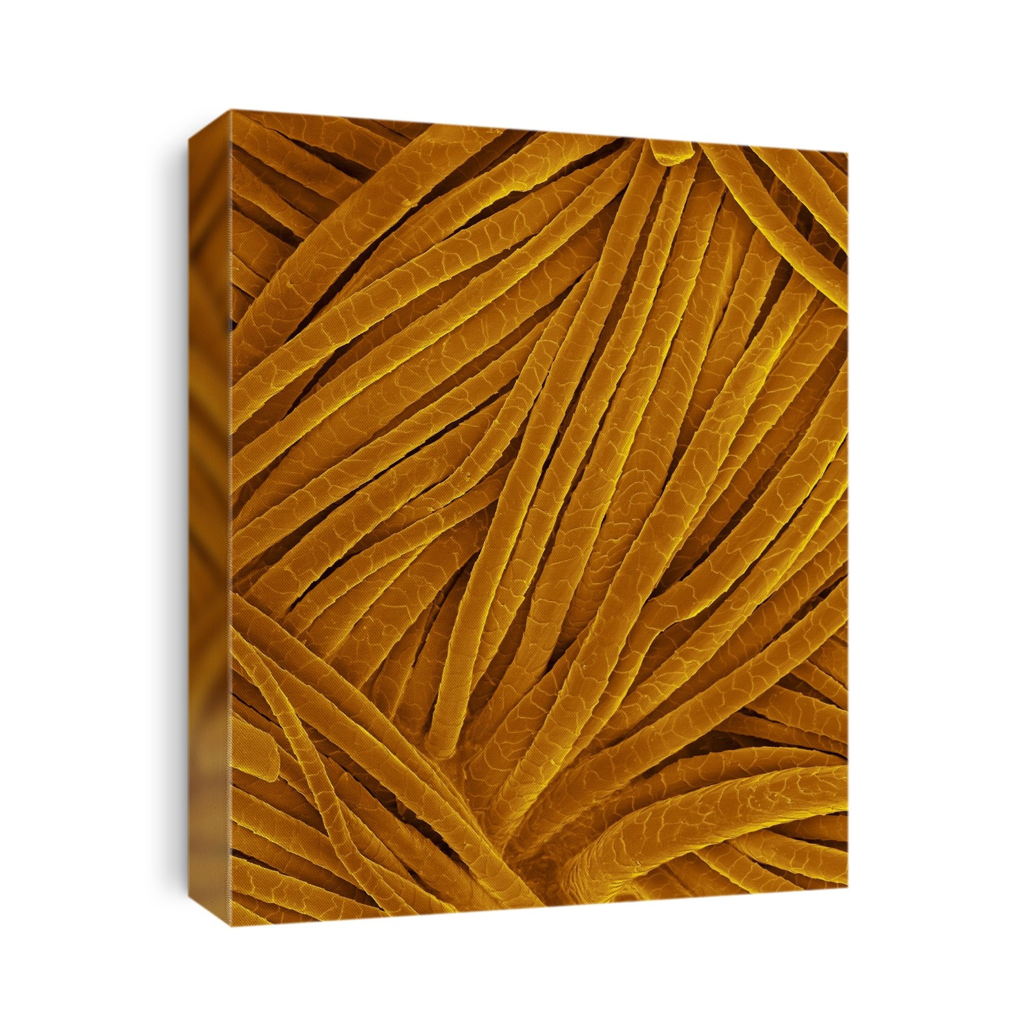 Coloured scanning electron micrograph (SEM) of Woven wool fabric (herringbone pattern). Wool is the fibre derived from the fur of animals of the Caprinae family, principally sheep (hair of certain species of other mammals such as goats, alpacas, llamas and rabbits may also be called wool). Wool has two qualities that distinguish it from hair or fur: the cuticle or outer layer is scaly and is crimped (in some fleeces the wool fibres have more than 20 bends per inch). Beneath this is the cortex, the bulk of hair and which contains hair pigments. At the centre is the medulla, which may be hollow. Hair cells are dead except for a layer at the base of the root. Cells in this layer continue to divide forming new cells while pushing the older ones upward. Magnification: x44 when shortest axis printed at 25 millimetres.