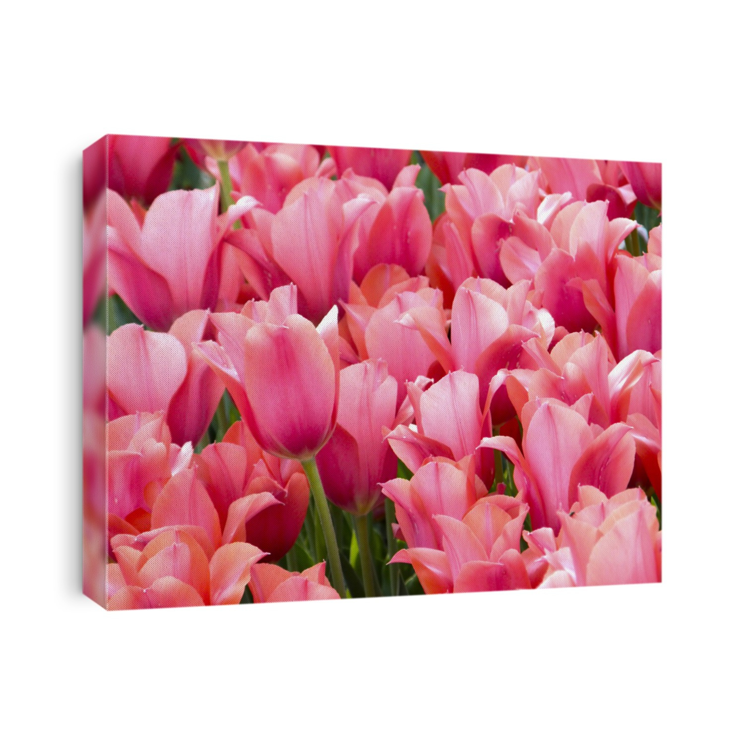 Flowers. Spring tulips. Very beautiful image.