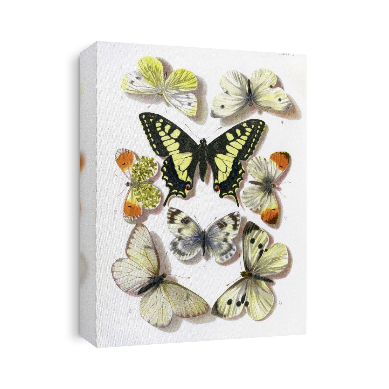 British butterflies, historical illustration of some of the butterfly species that were known to occur in the British Isles in the 19th century. The butterflies here are: 1. Swallowtail (Papilio machaon), 2. Black- veined white (Aporia crataegi), 3. Large white (Pieris brassicae), 4. Small white (Pieris rapae), 5. Green-veined white (Pieris napi), 6. Bath white (Pieris daplidice), 7. and 8. Orange tip (Euchloe cardamines). Taken from: British Butterflies and Moths by William Furneaux, which was published in 1897.