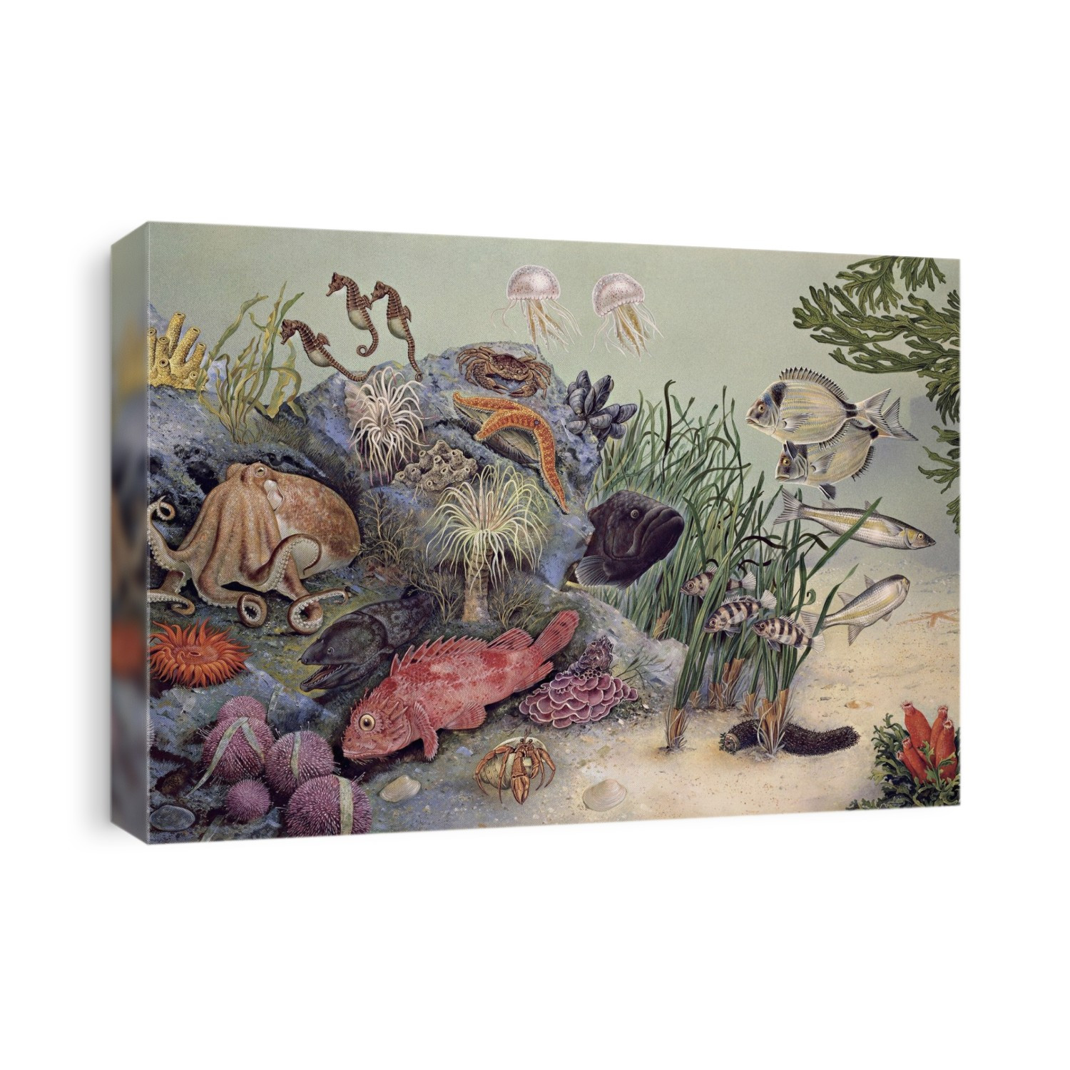 Illustration of a group of various sea animals.