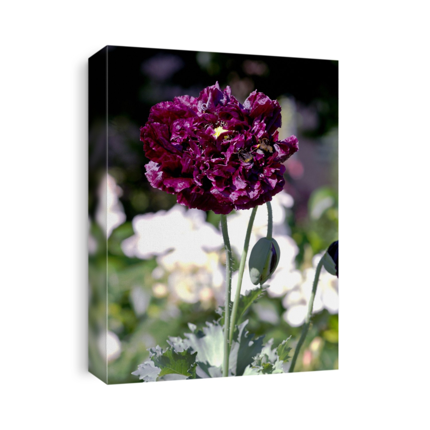 Poppy (Papaver 'Royal Purple') in flower in the summer.