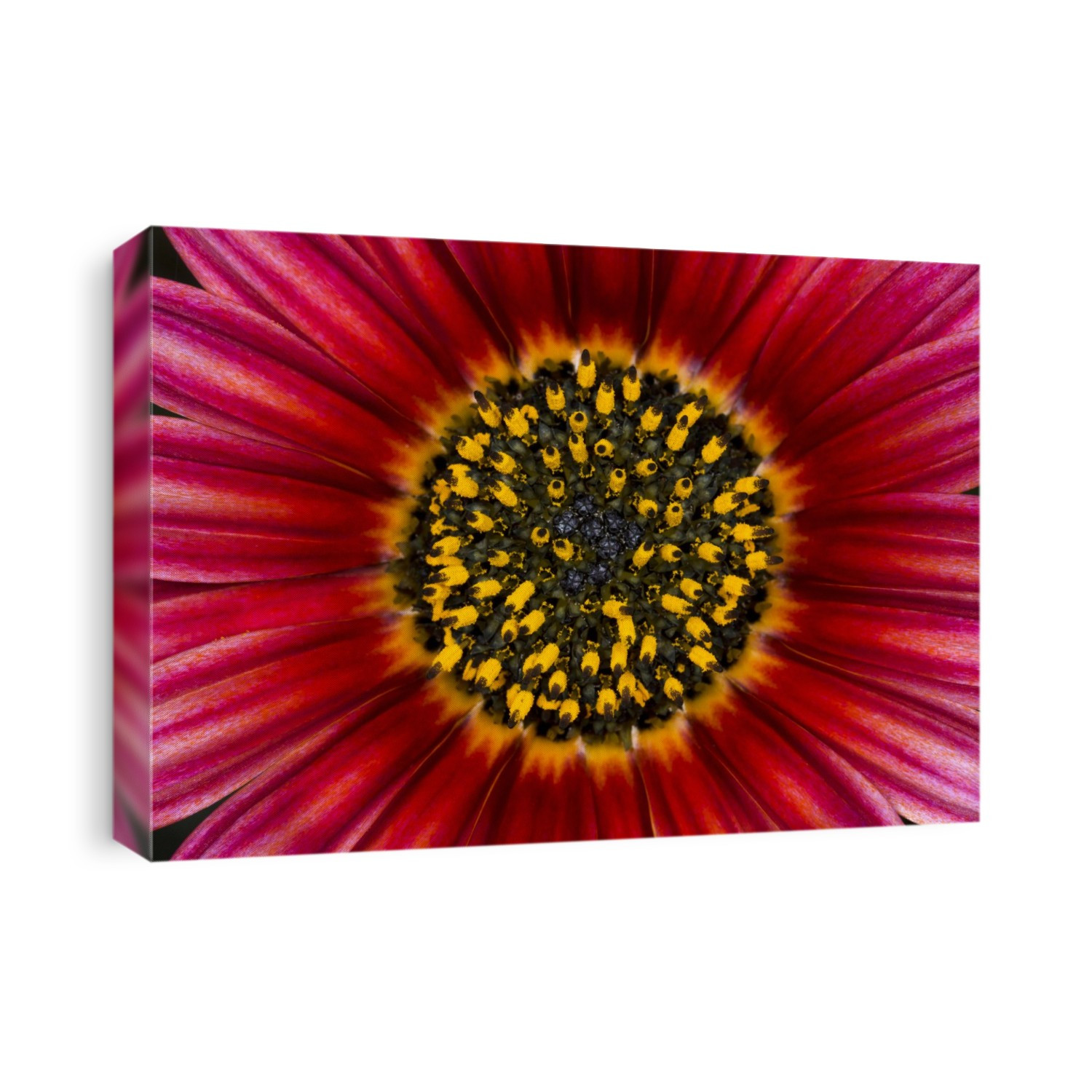 Close-up abstract of the centre of a bright deep red daisy flower growing in a Surrey garden in summer.