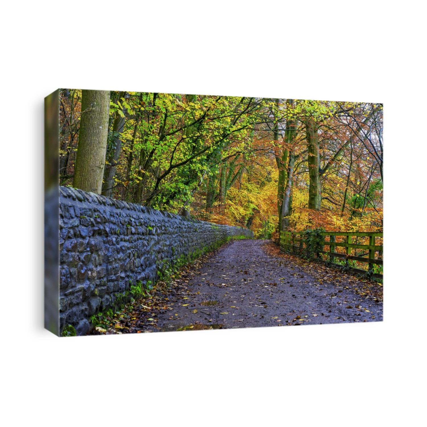 Wet lane in the countryside in autumn with vibrant coloured foliage on the trees; Richmond, North Yorkshire, England