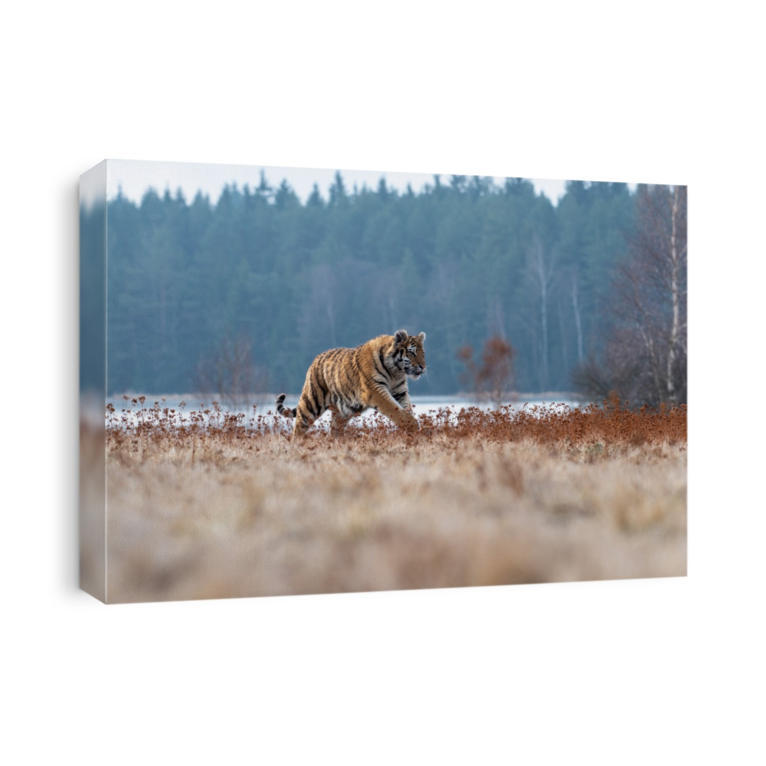 Siberian Tiger (Panthera tigris)