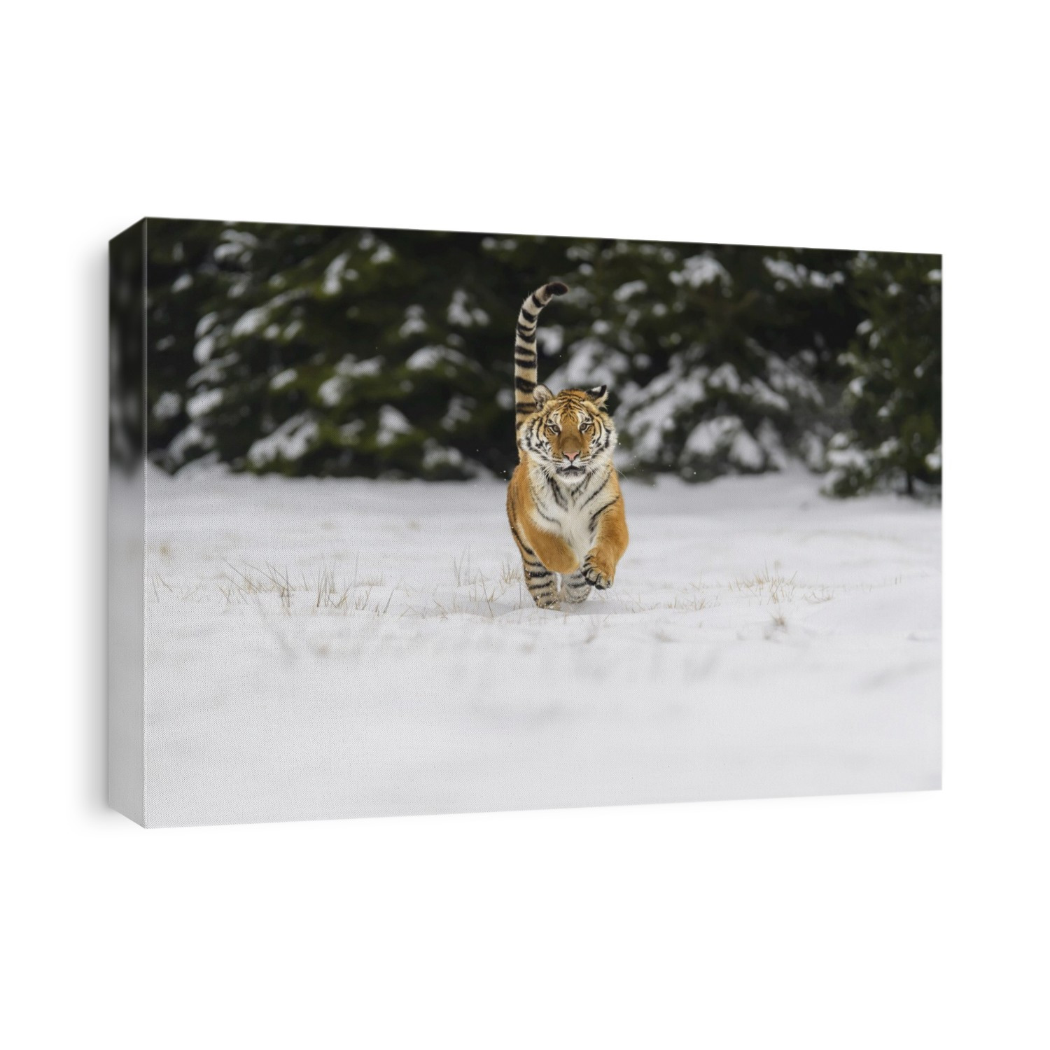 Siberian tiger (Panthera tigris altaica) running in snow; Czech Republic