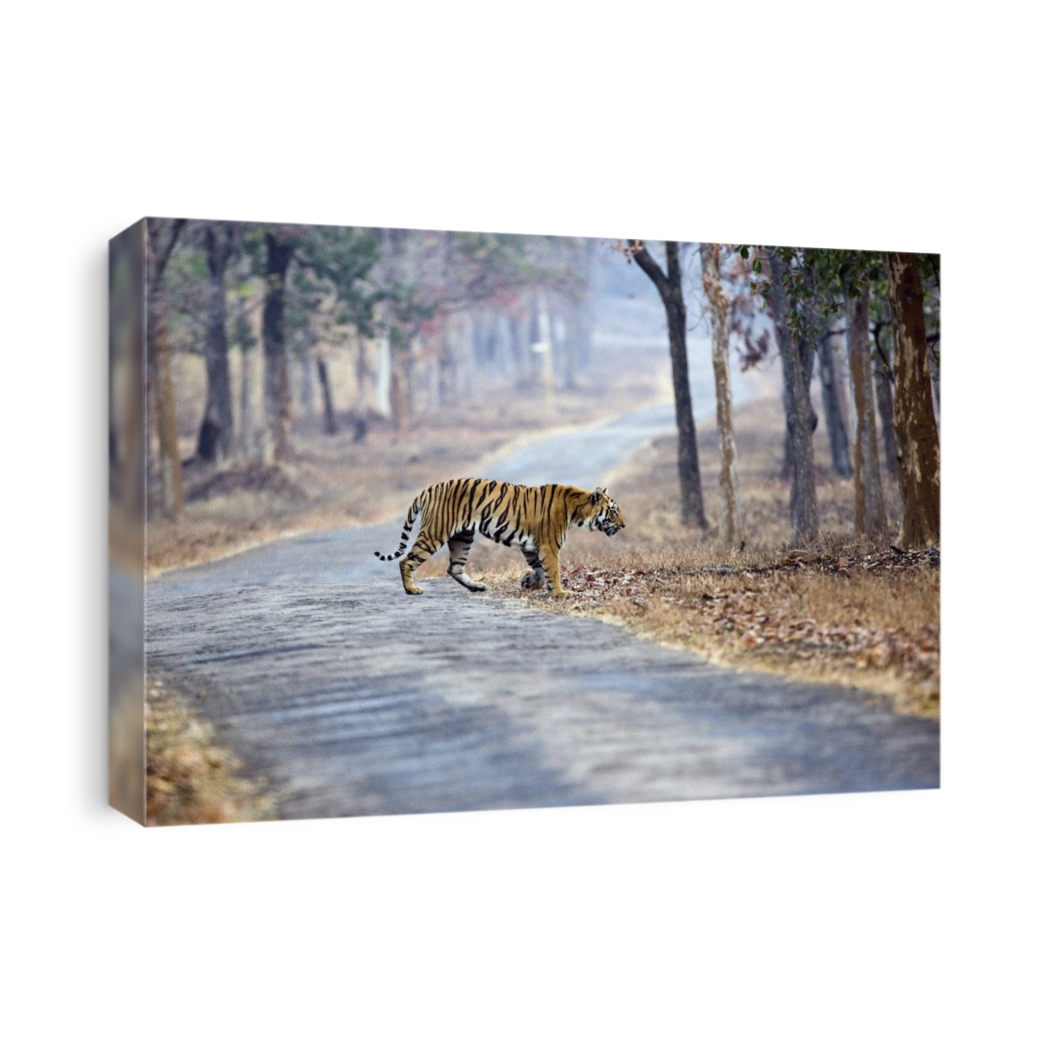 A Bengal Tiger (Panthera tigris tigris) crossing a road in Tadoba, India.