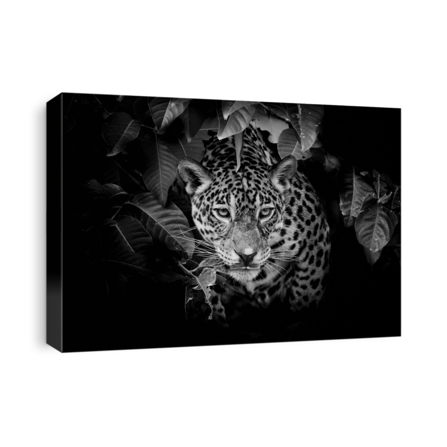 Jaguar portrait