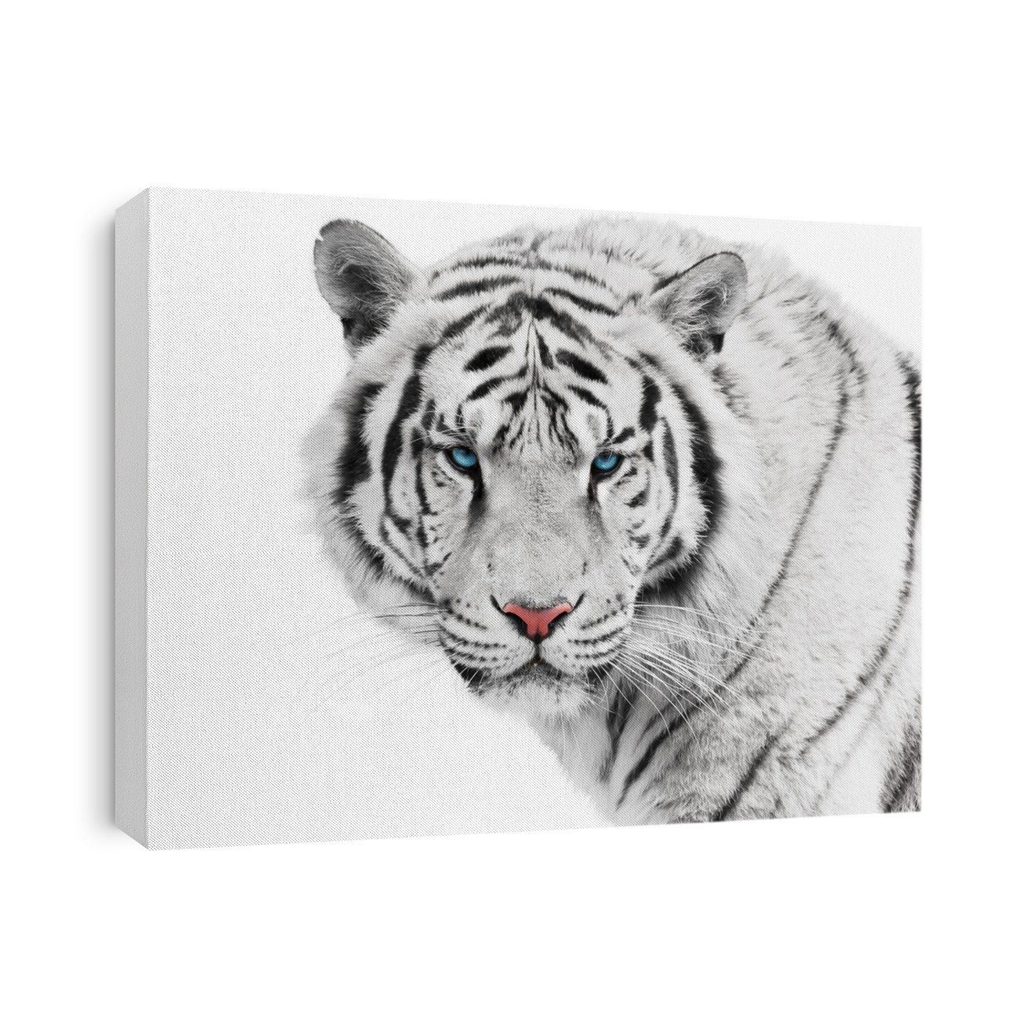 Dangerous white tiger