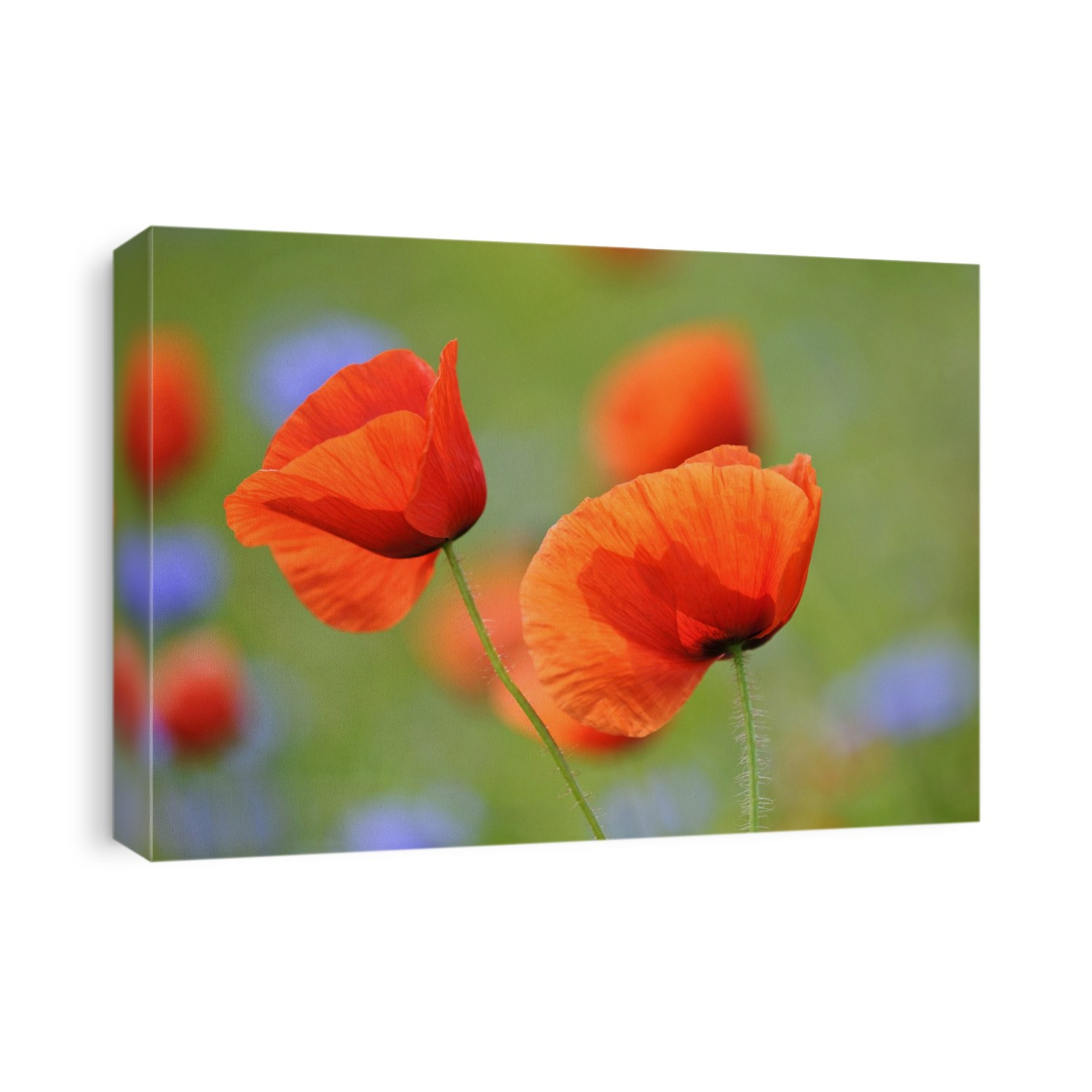 Field poppies (Papaver rhoeas) in flower.