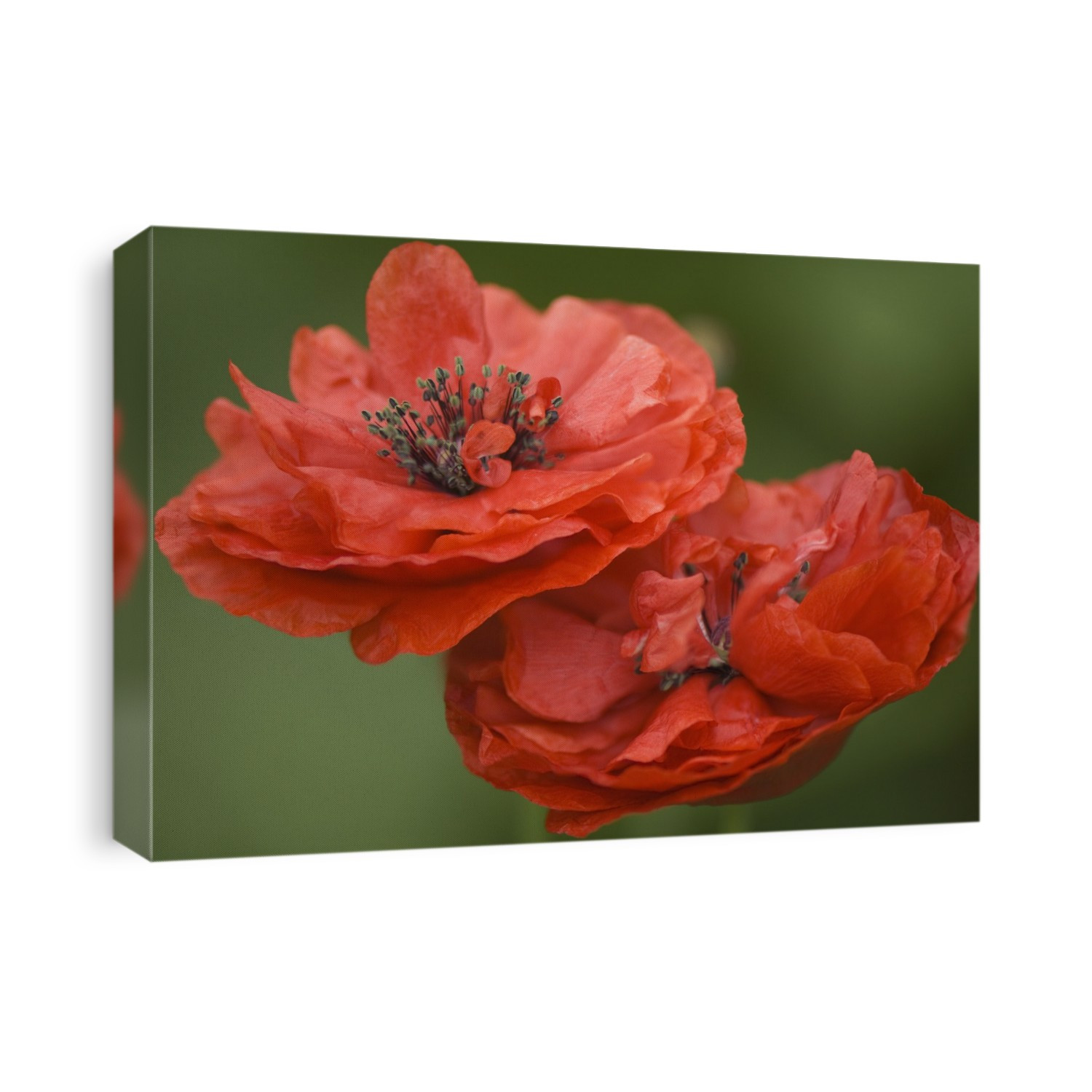 Red double Shirley poppies (Papaver rhoeas).