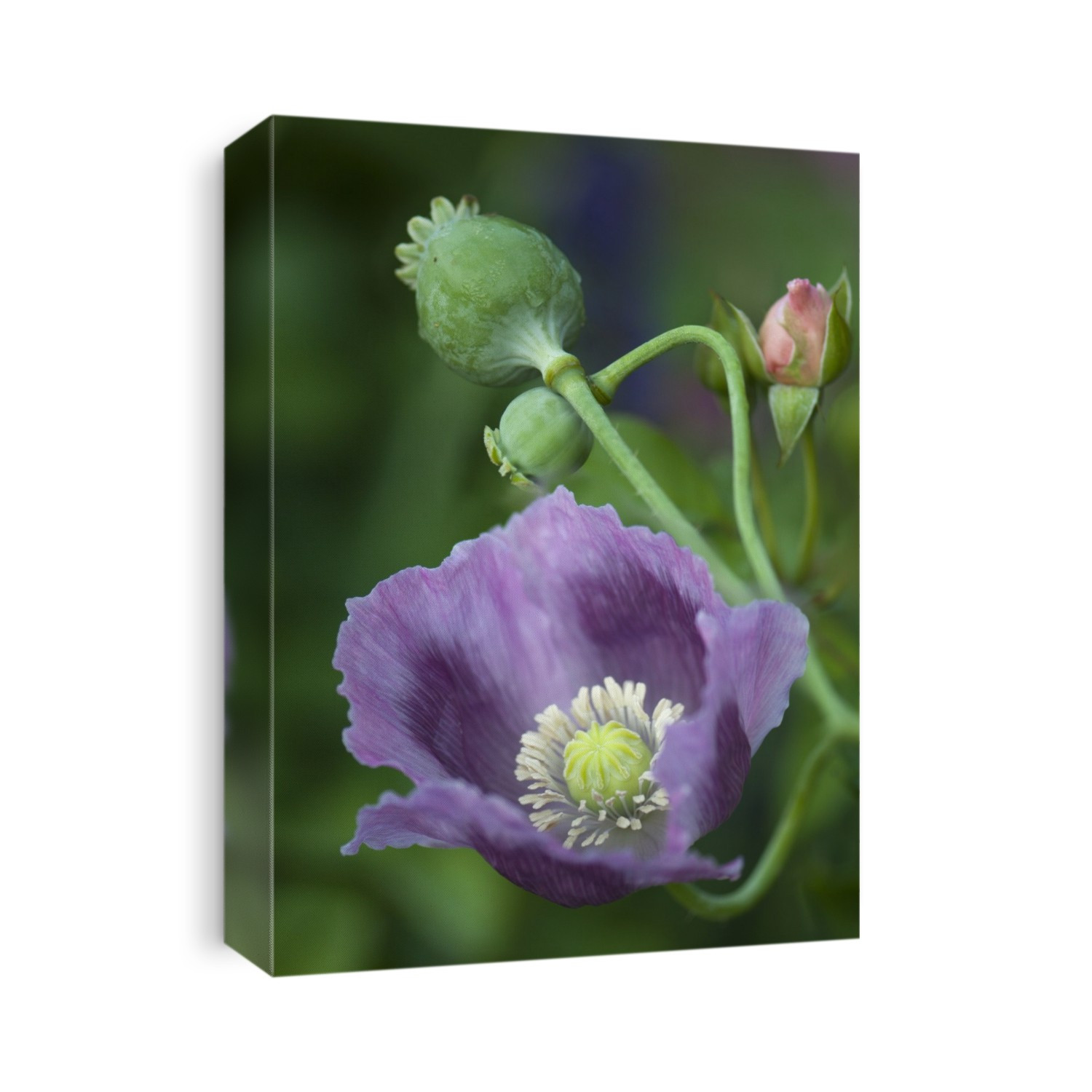 Lavender Peony poppy (Papaver somniferum) and seedheads.