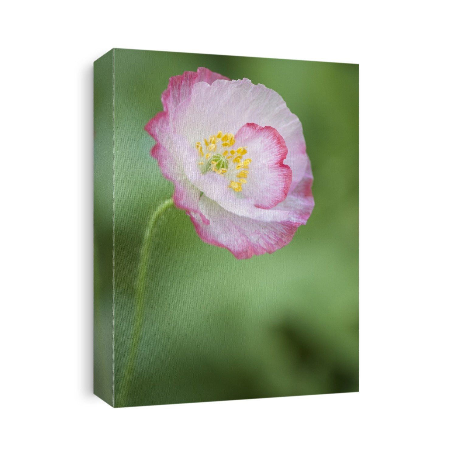 Pink picotee Shirley poppy (Papaver rhoeas).