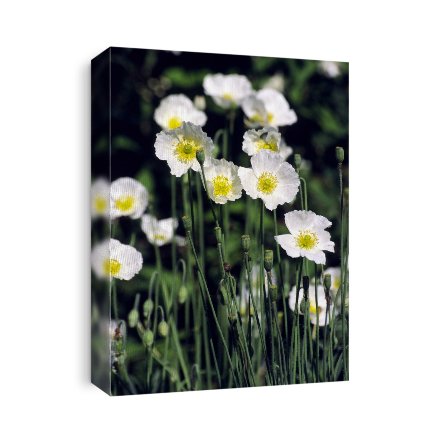 Amur poppy flowers (Papaver amurense).