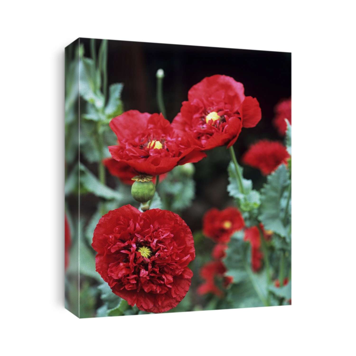 Poppy flowers (Papaver sp.).