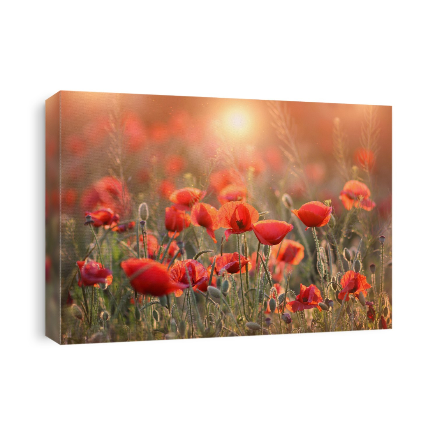 poppies. a beautiful field of red poppies. poppies at sunset.