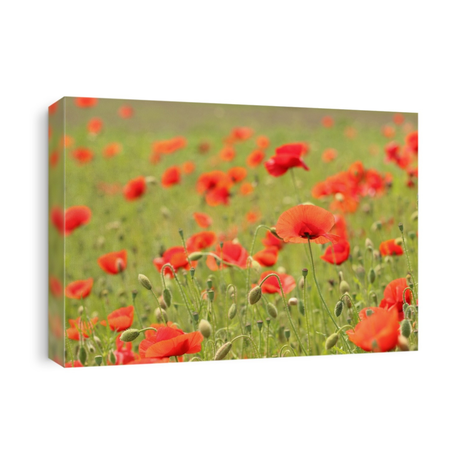 Poppies