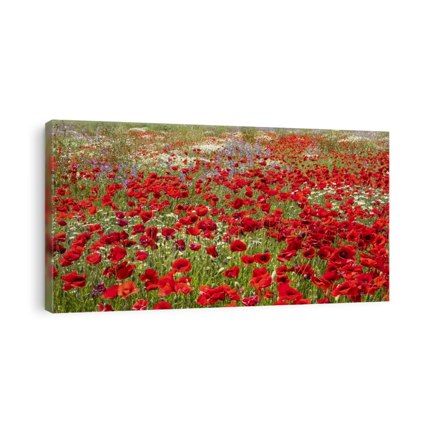 Abundance of red poppies and other wildflowers in a field; Spain