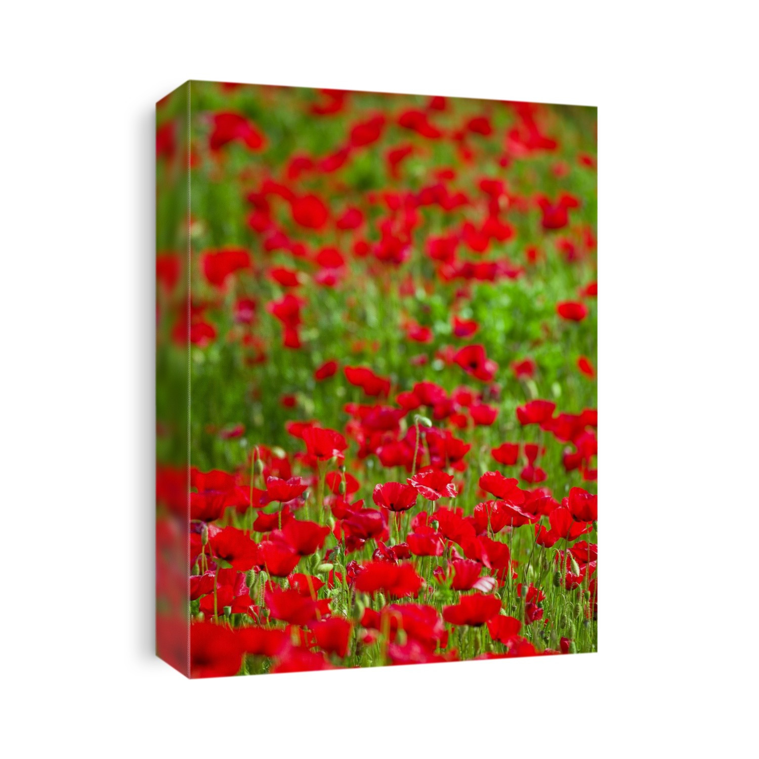 Poppy Field