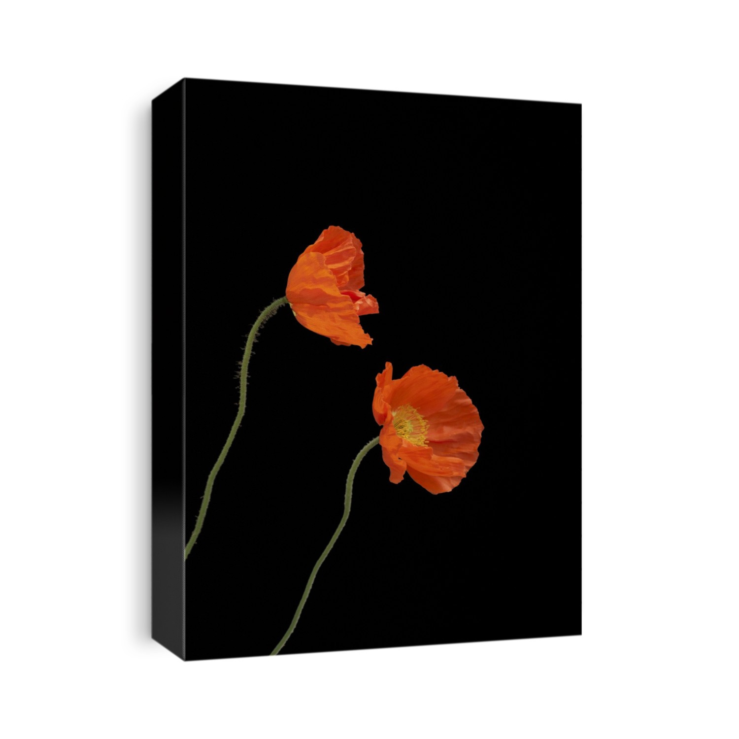 Two red poppies on a black background