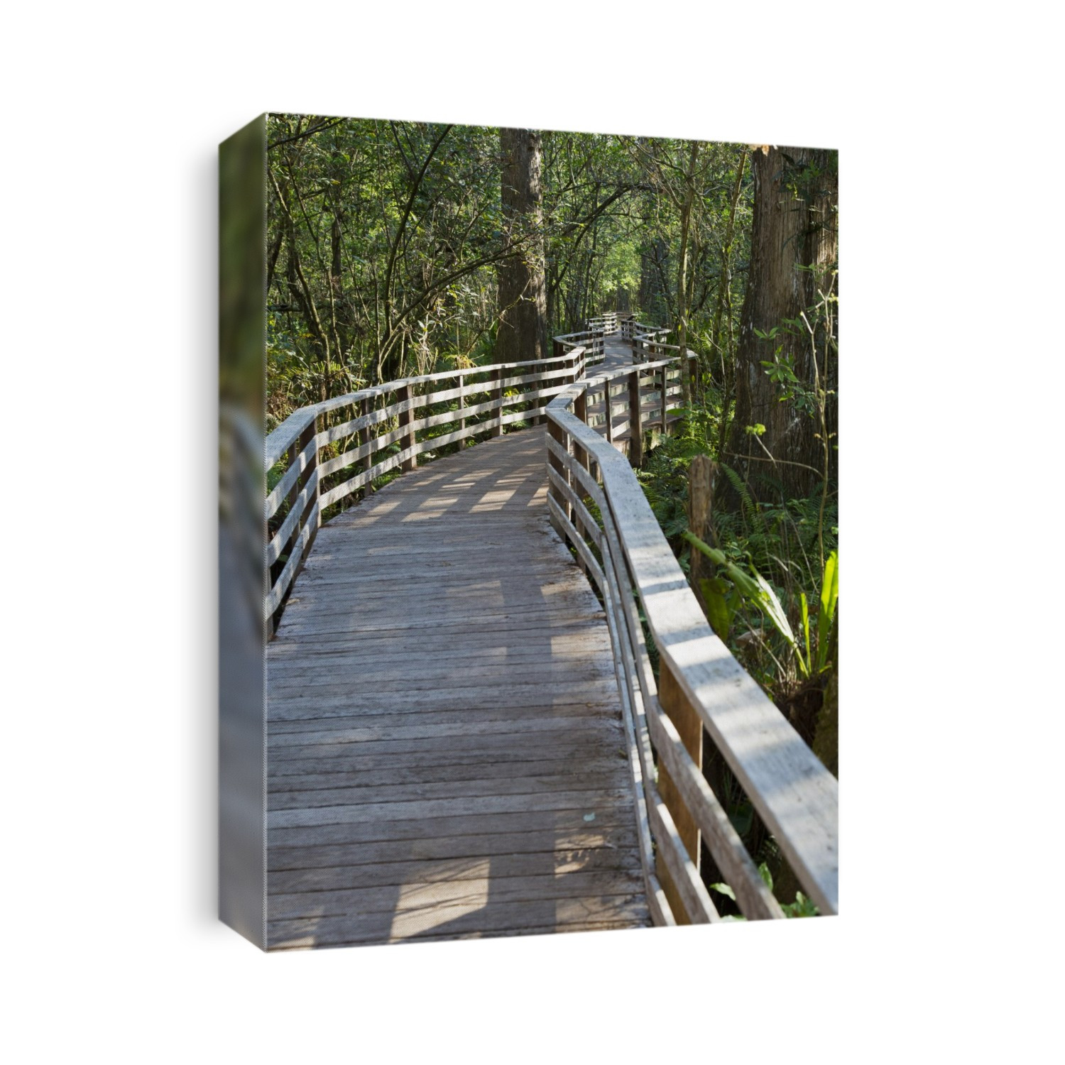 Boardwalk in the Corkscrew Swamp Sanctuary, Naples, Florida, USA.