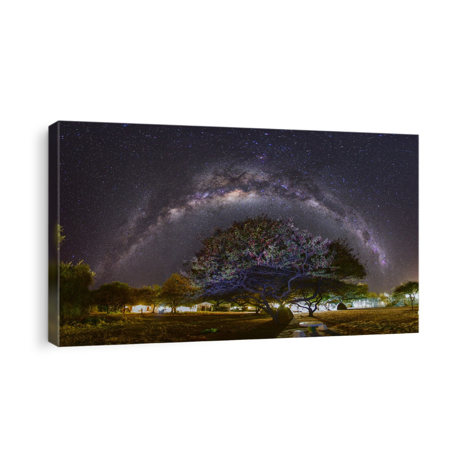 Milky Way over an acacia tree, Namibia. The Milky Way is our galaxy seen from the inside, forming a band of stars and nebulae stretching across the sky. The lights from a campsite are seen behind the tree.