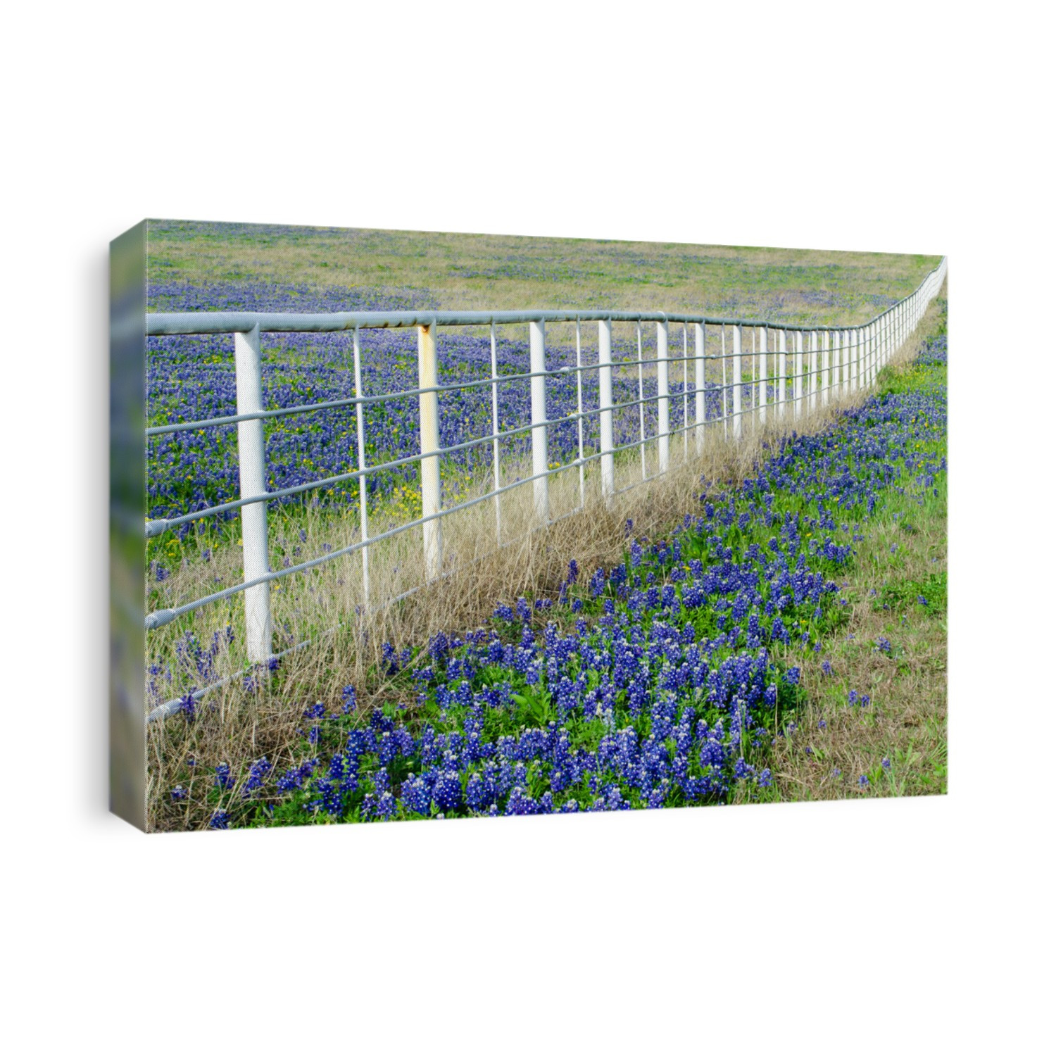 Bluebonnet wildflowers blooming along white fence in spring
