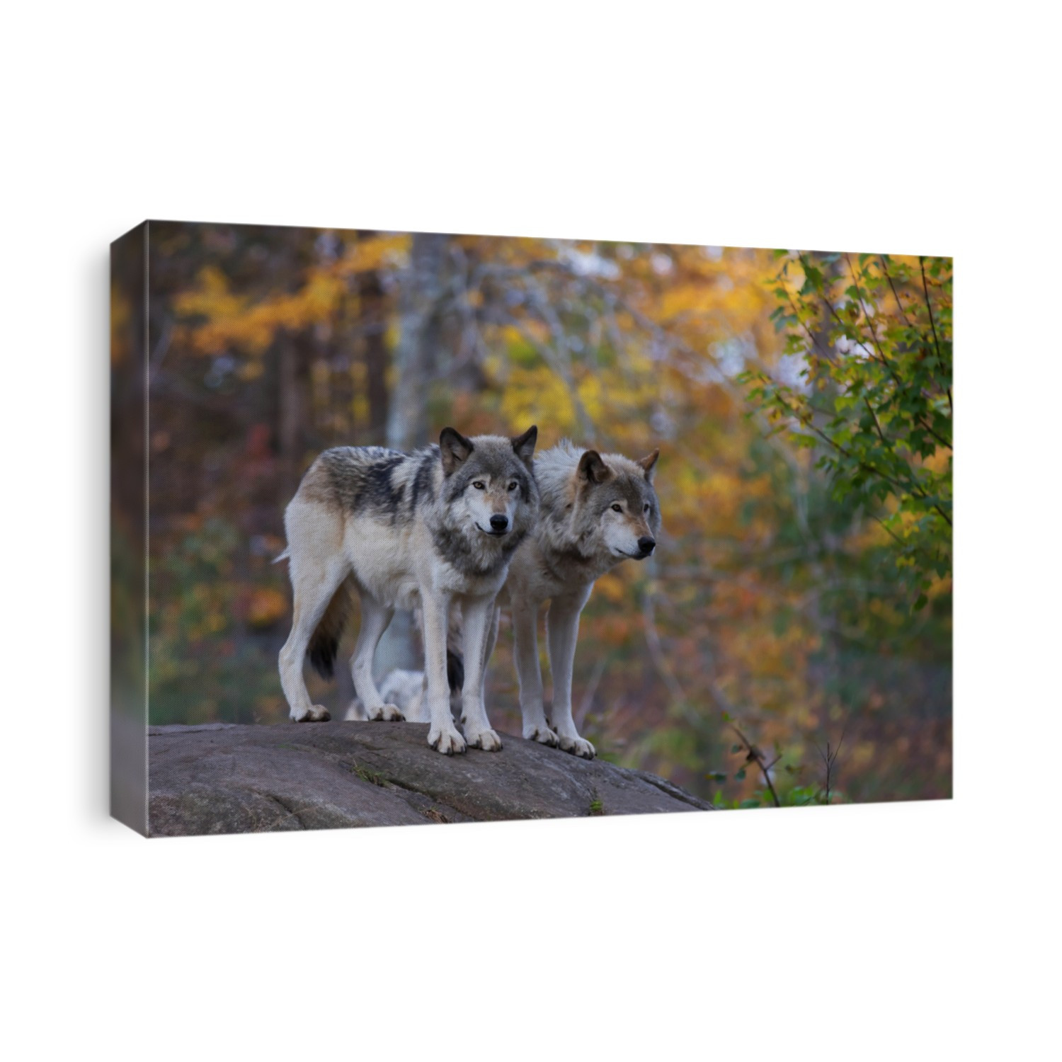Two Timber wolves or Grey Wolf Canis lupus standing on a rocky cliff on an autumn rainy day in Canada