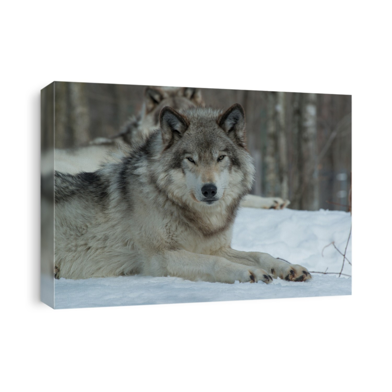 Timber Wolves in the snow