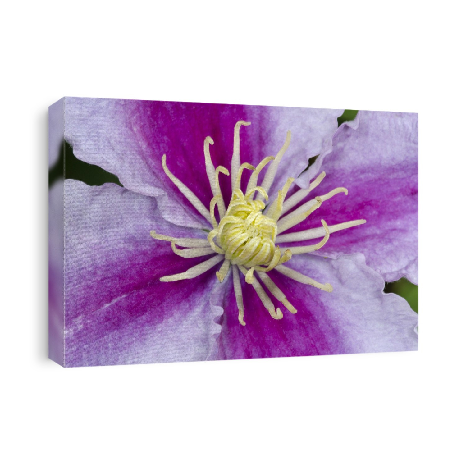Close-up abstract image of the centre of a Clematis 'Piilu' growing in a Norfolk garden in summer.