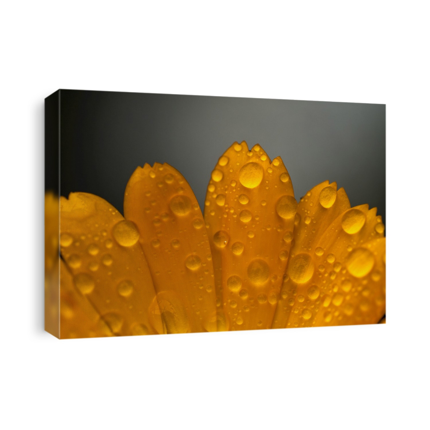 Close Up Of Water Droplets On Orange Flower Petals; South Shields, Tyne And Wear, England