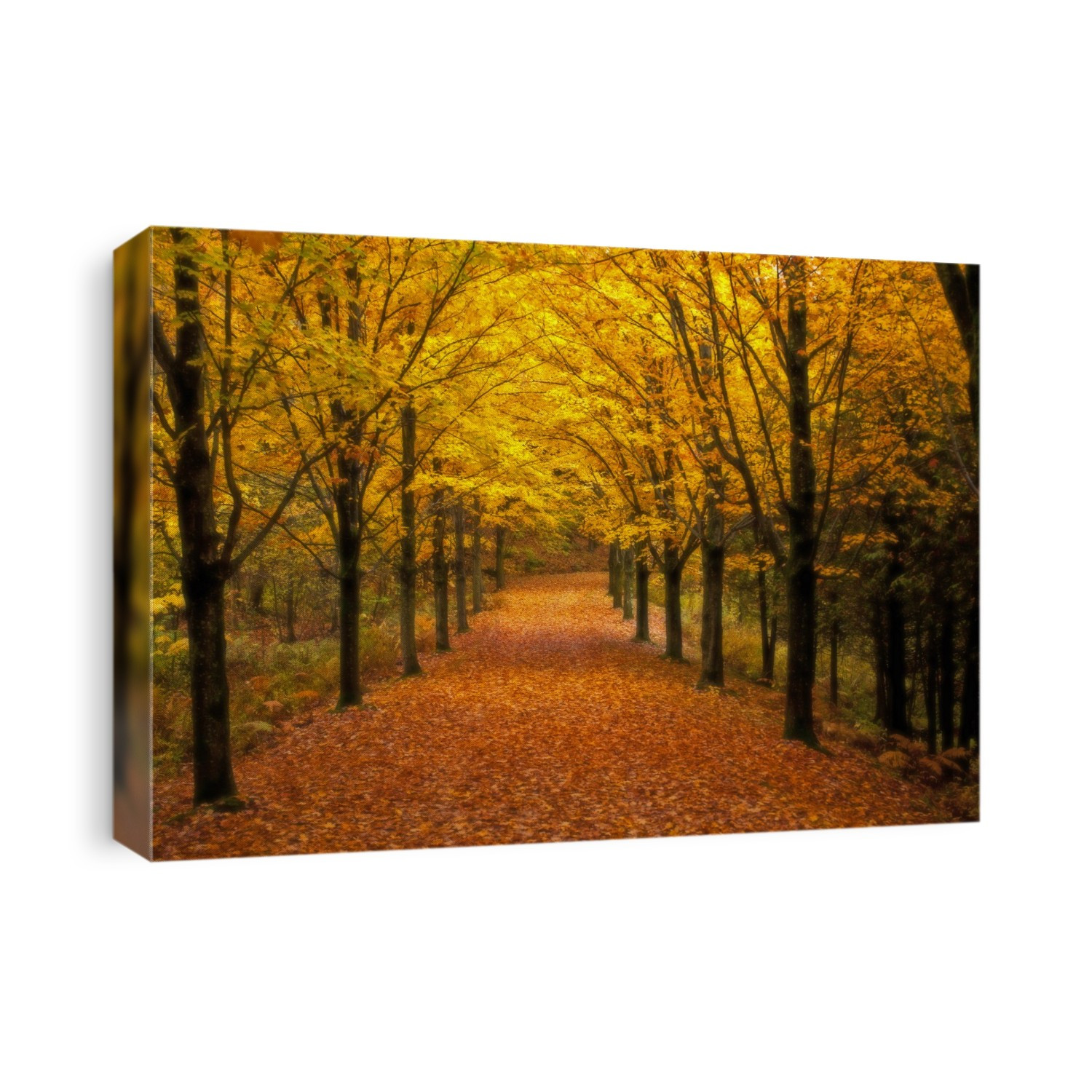 Leaf covered driveway lined by trees in autumn coloured foliage; Shefford, Quebec, Canada