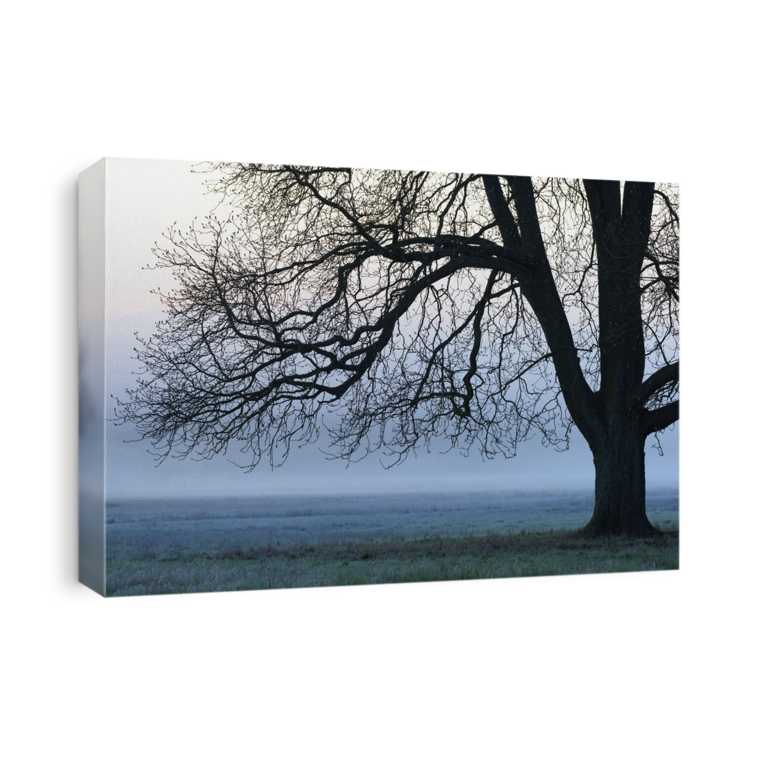 Chestnut Tree in Morning Mist, Hesse, Germany