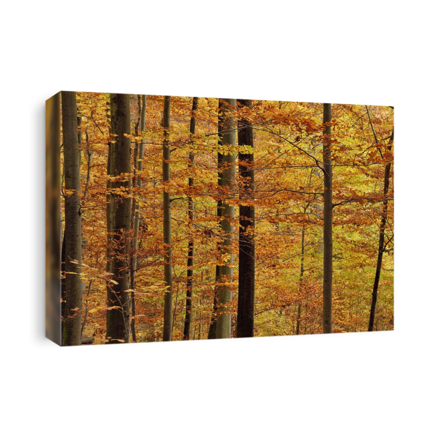 Forest in autumn colours in Bavaria, Germany