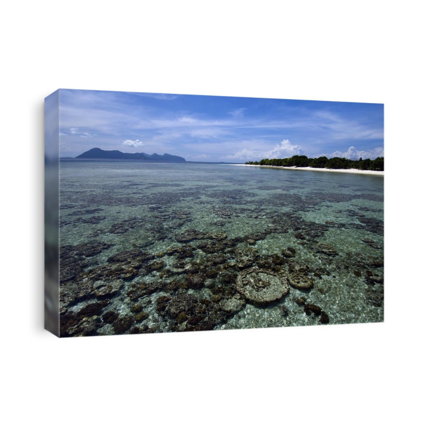 Shallow coral reef around Pom Pom Island, Celebes Sea, Sabah, East Malaysia.