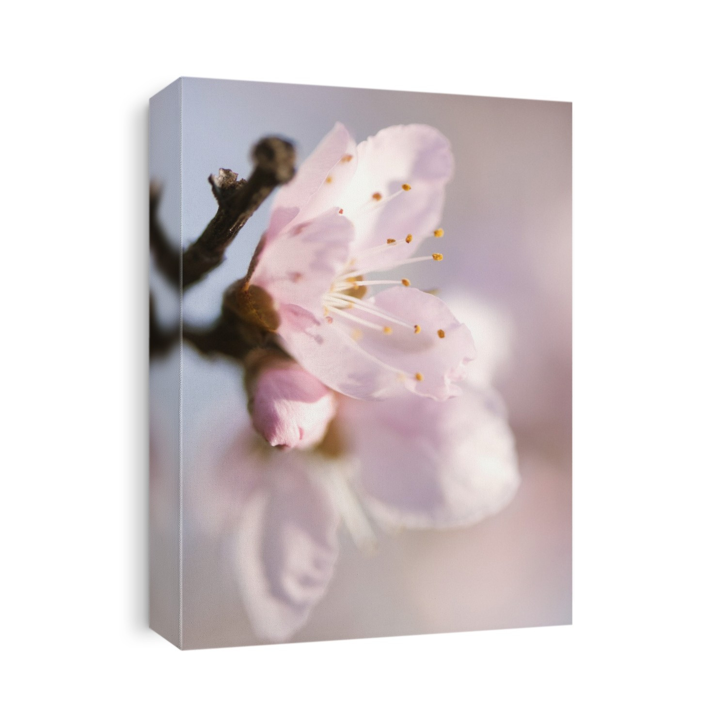 Peach (Prunus persica) tree in blossom.